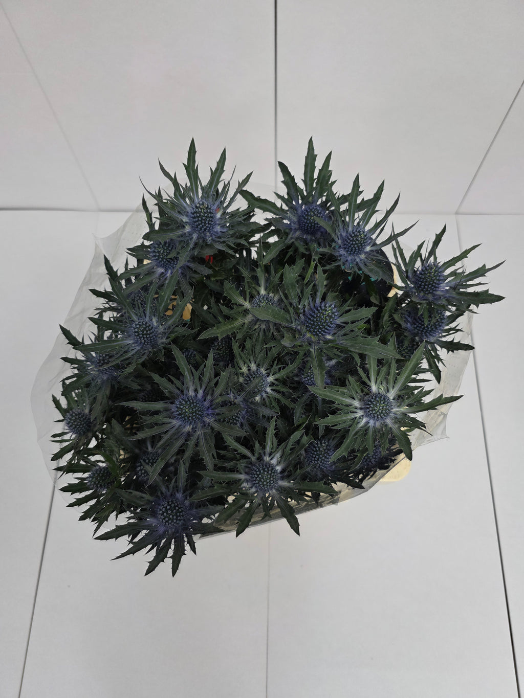Farm Fresh Eryngium Orion Ex(Bunch of 10 stems, Length 60cm)
