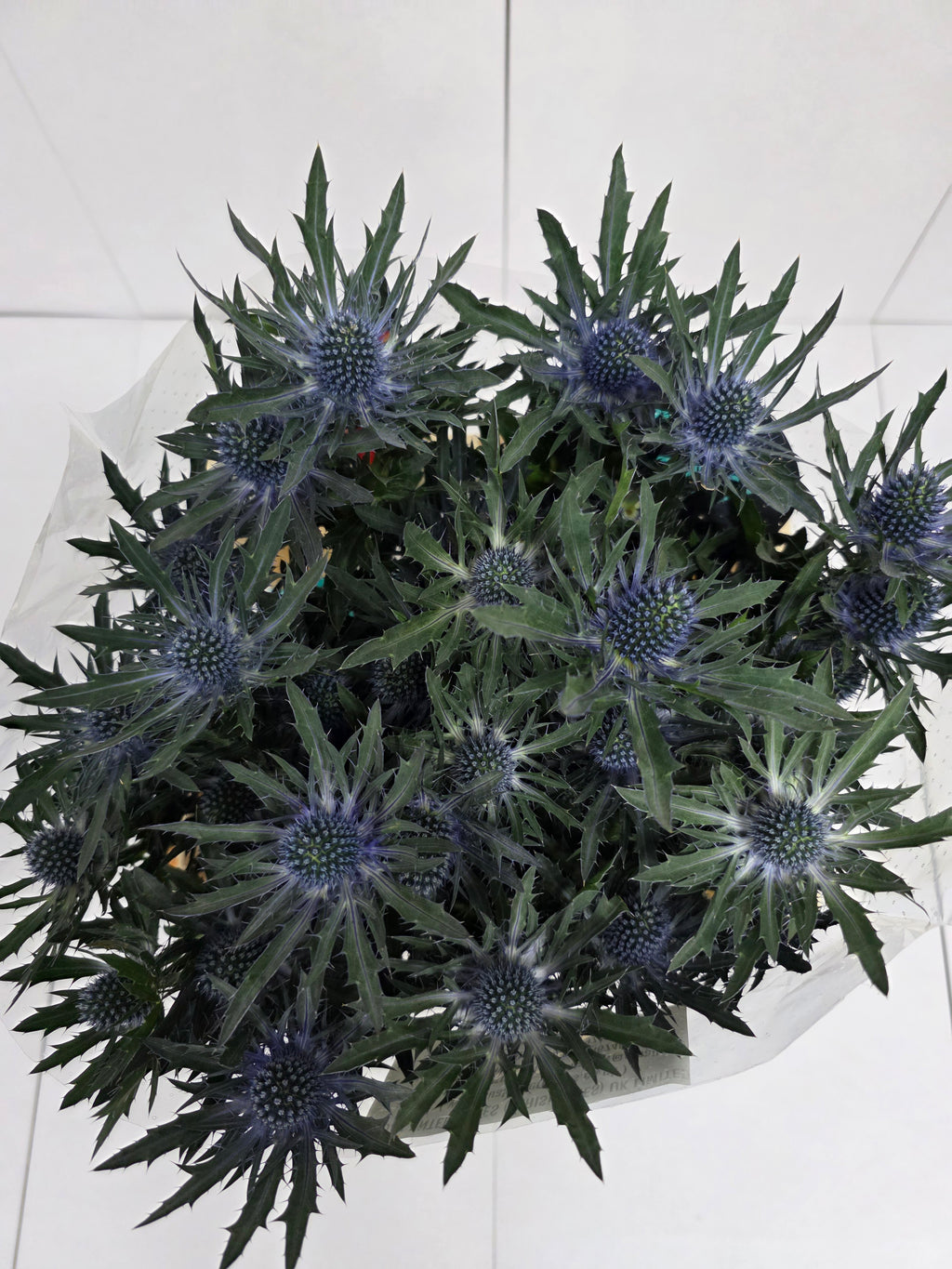 Farm Fresh Eryngium Orion Ex(Bunch of 10 stems, Length 60cm)