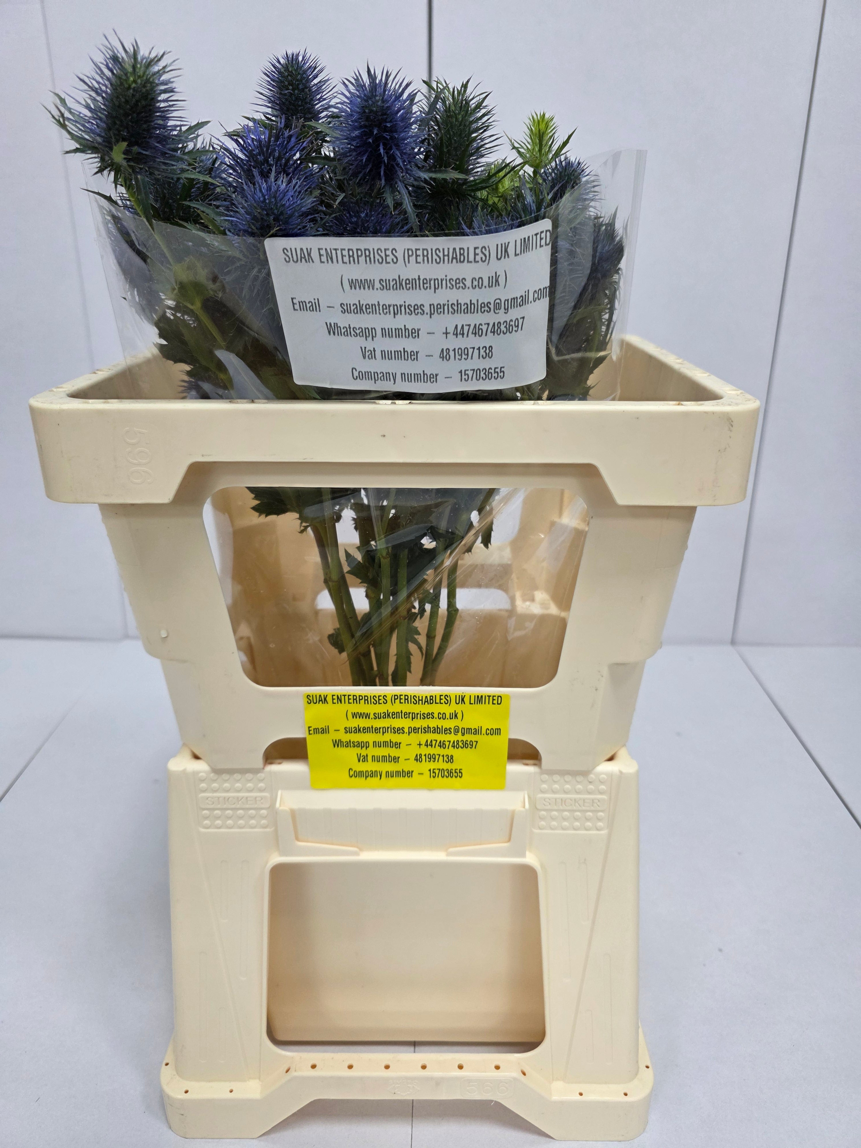 Farm Fresh Eryngium Supernova (Bunch of 10stems, Length 50cm)