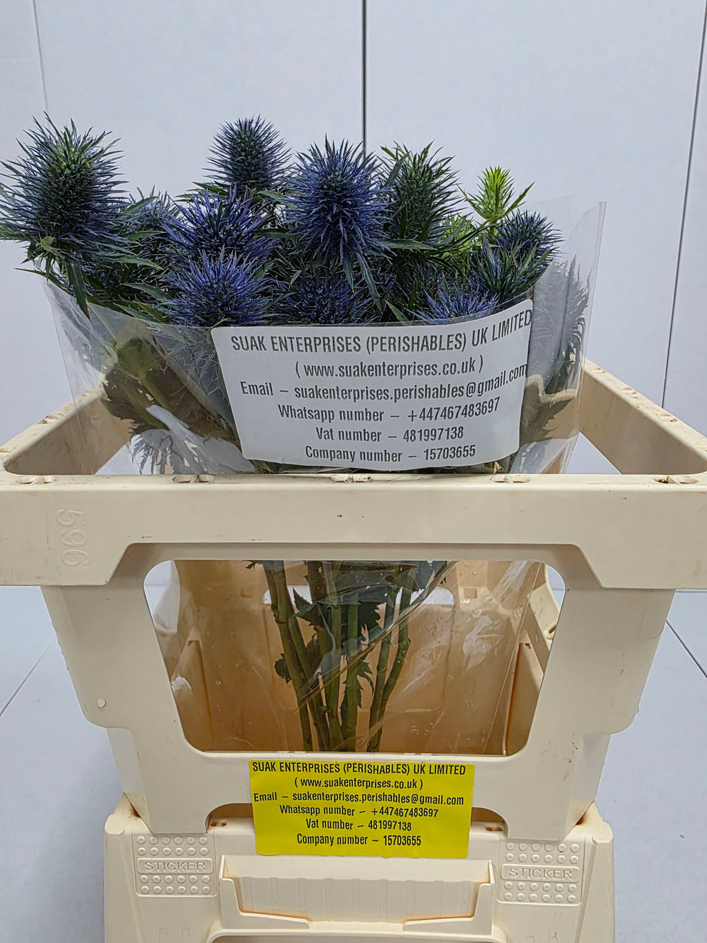 Farm Fresh Eryngium Supernova (Bunch of 10stems, Length 50cm)