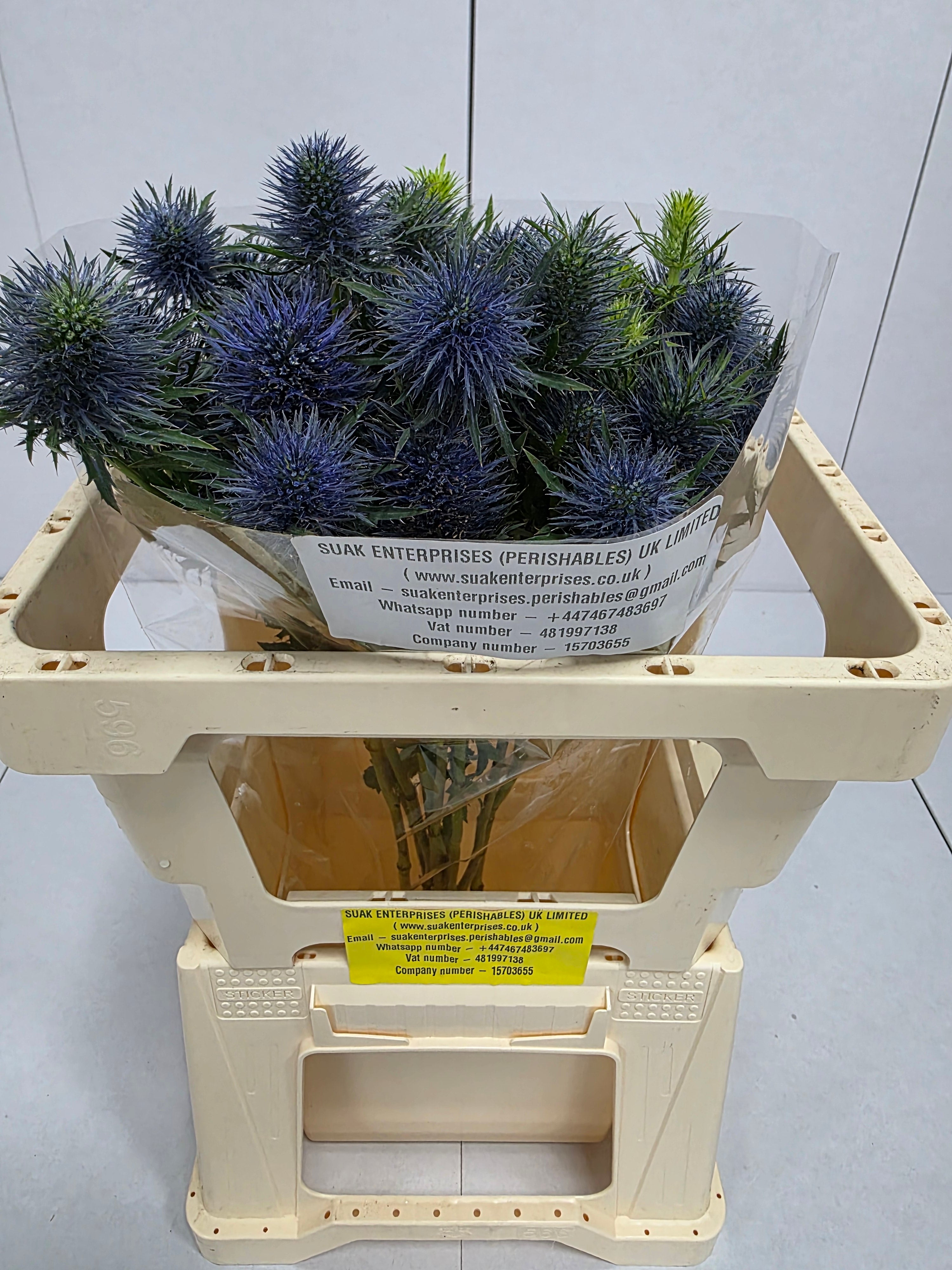 Farm Fresh Eryngium Supernova (Bunch of 10stems, Length 50cm)
