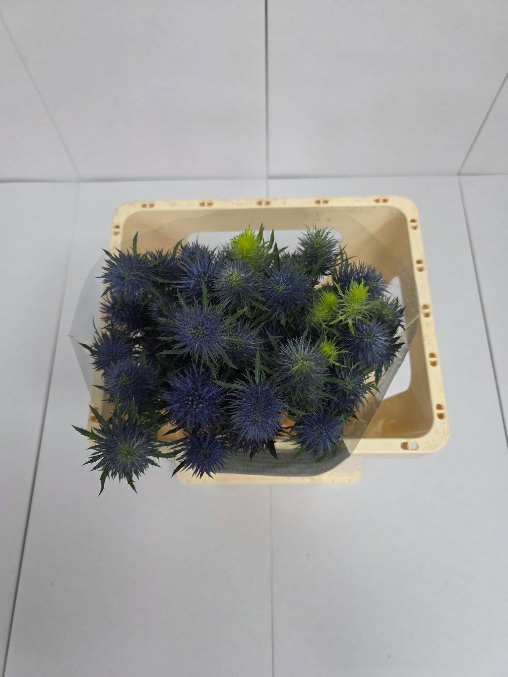 Farm Fresh Eryngium Supernova (Bunch of 10stems, Length 50cm)