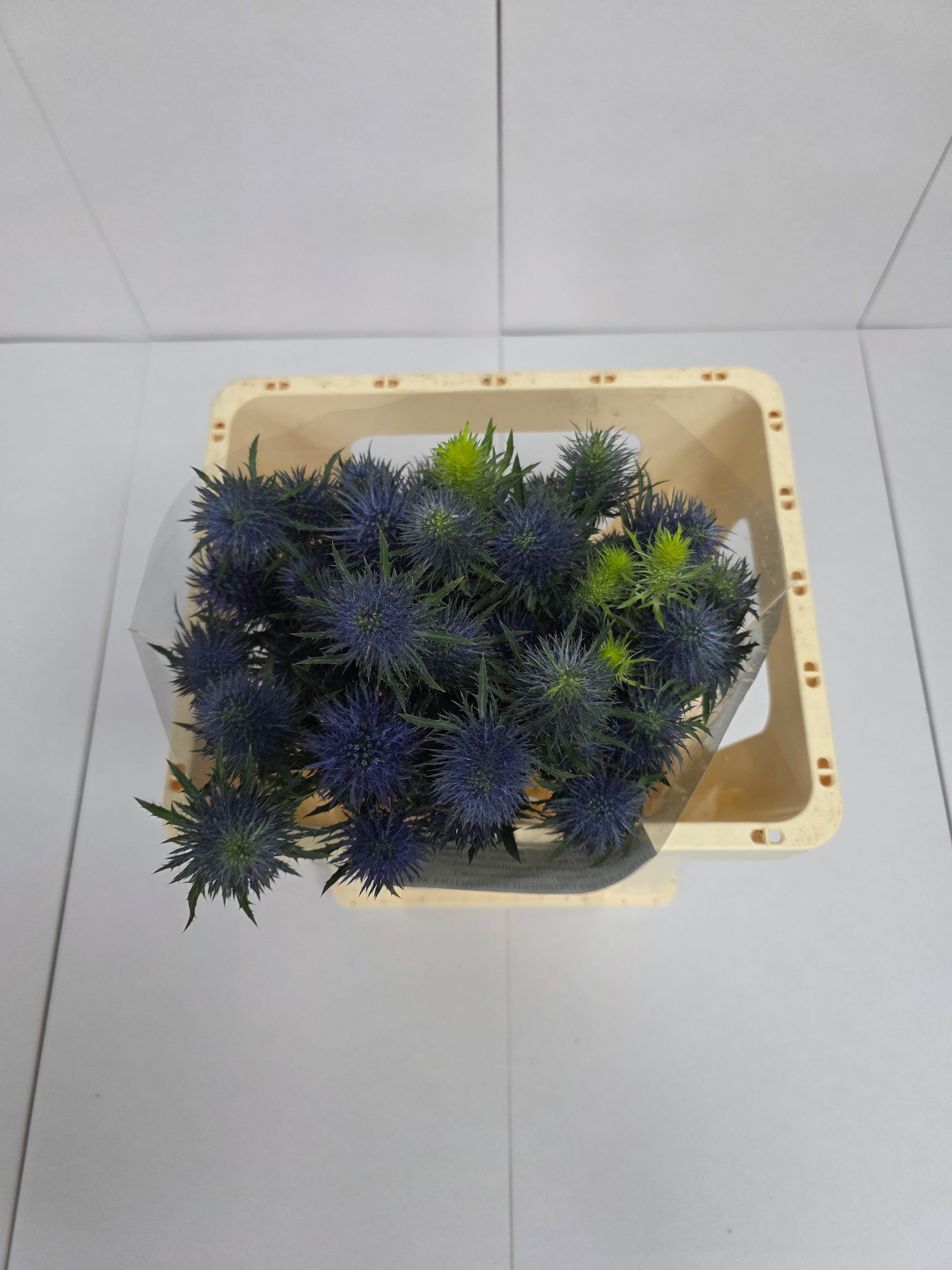 Farm Fresh Eryngium Supernova (Bunch of 10stems, Length 50cm)