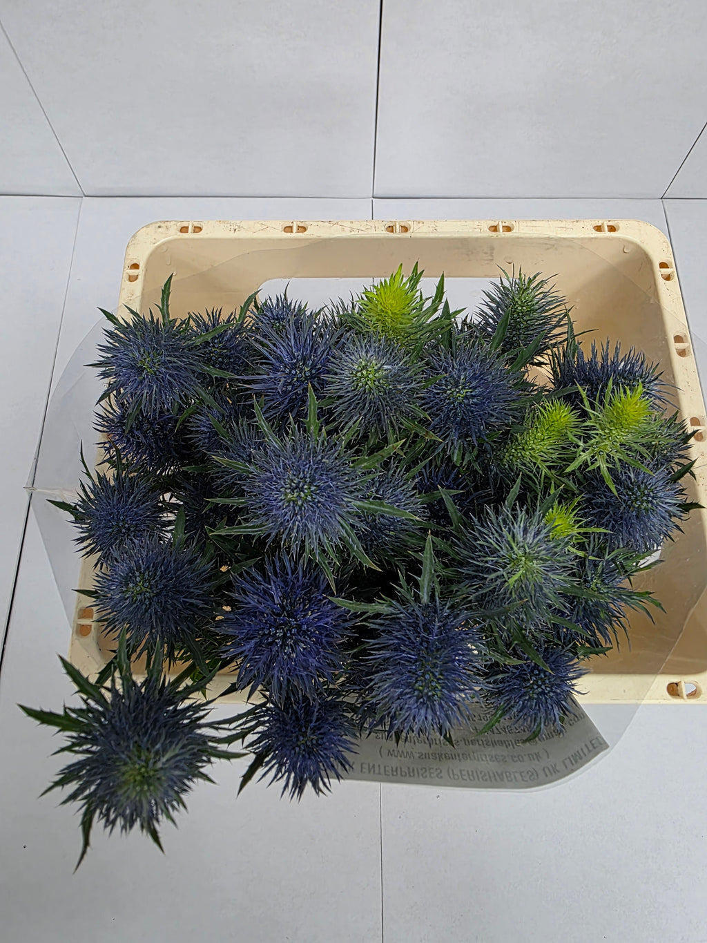 Farm Fresh Eryngium Supernova (Bunch of 10stems, Length 50cm)