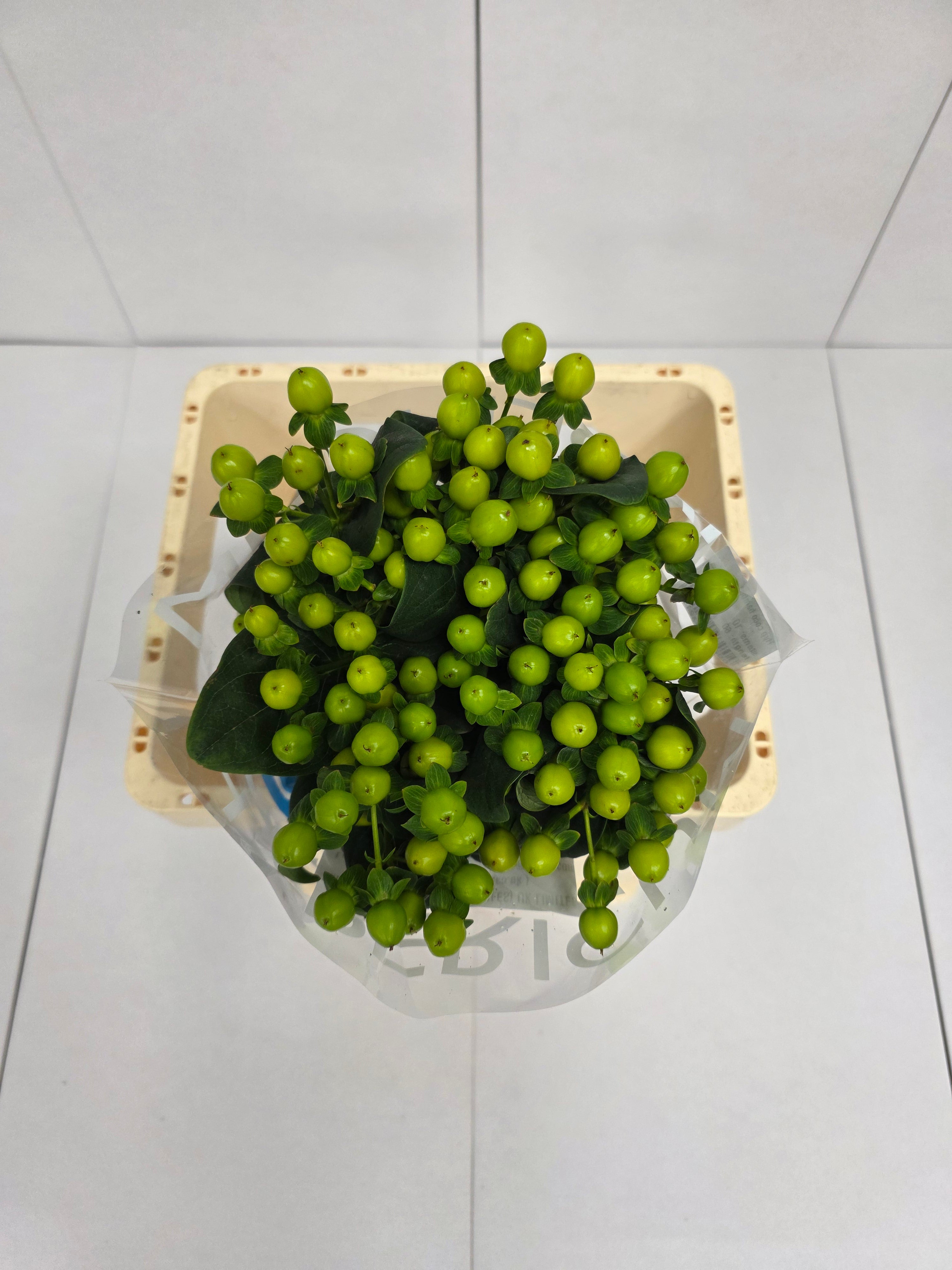 Farm Fresh Hypercium Coco Bamboo (Bunch of 10stems, Length 60cm)