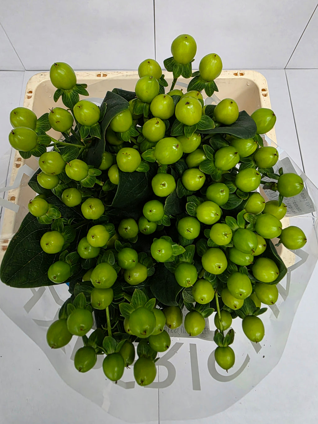Farm Fresh Hypercium Coco Bamboo (Bunch of 10stems, Length 60cm)
