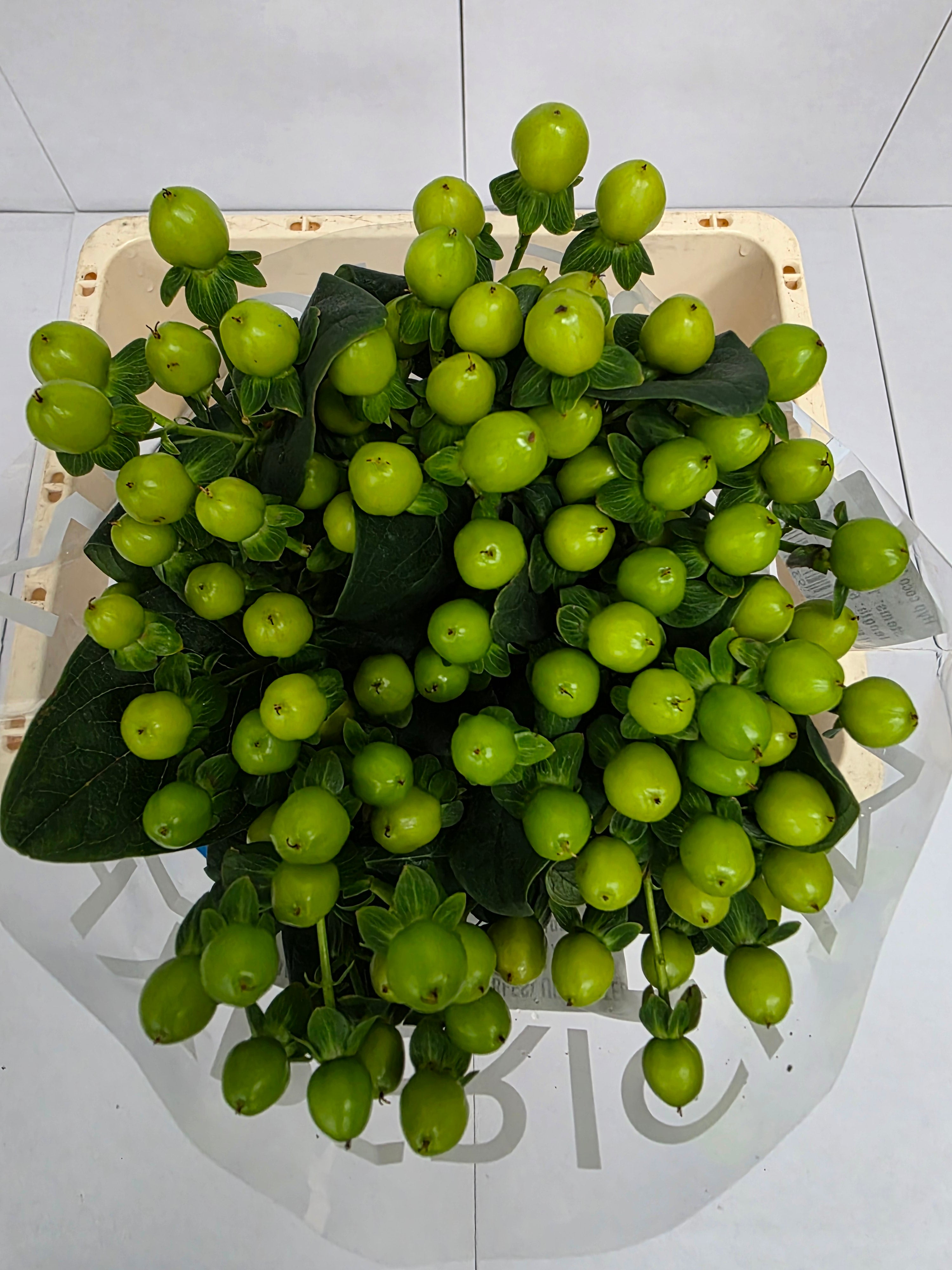 Farm Fresh Hypercium Coco Bamboo (Bunch of 10stems, Length 60cm)