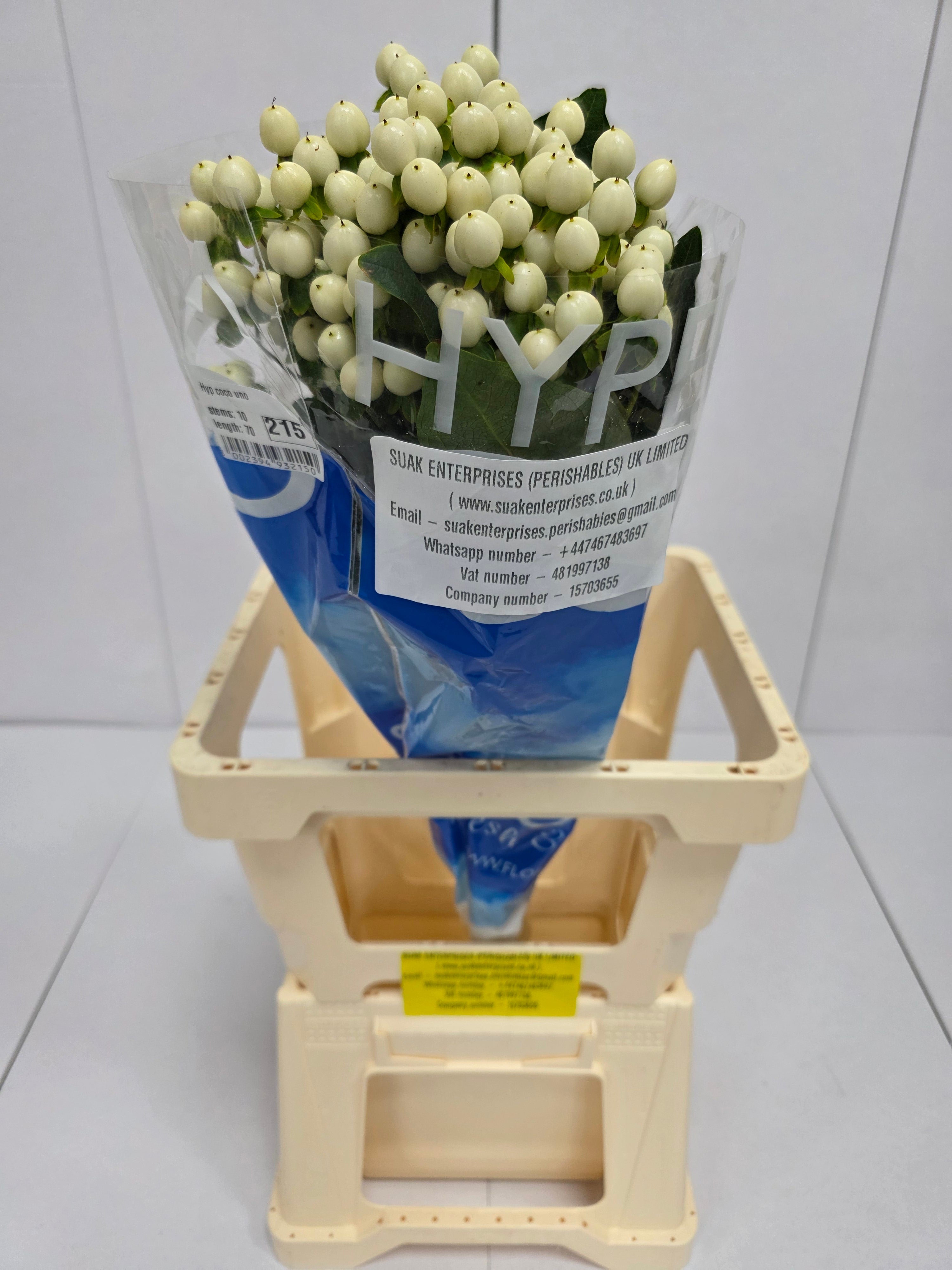 Farm Fresh Hypercium Coco Uno(Bunch of 10stems, Length 70cm)