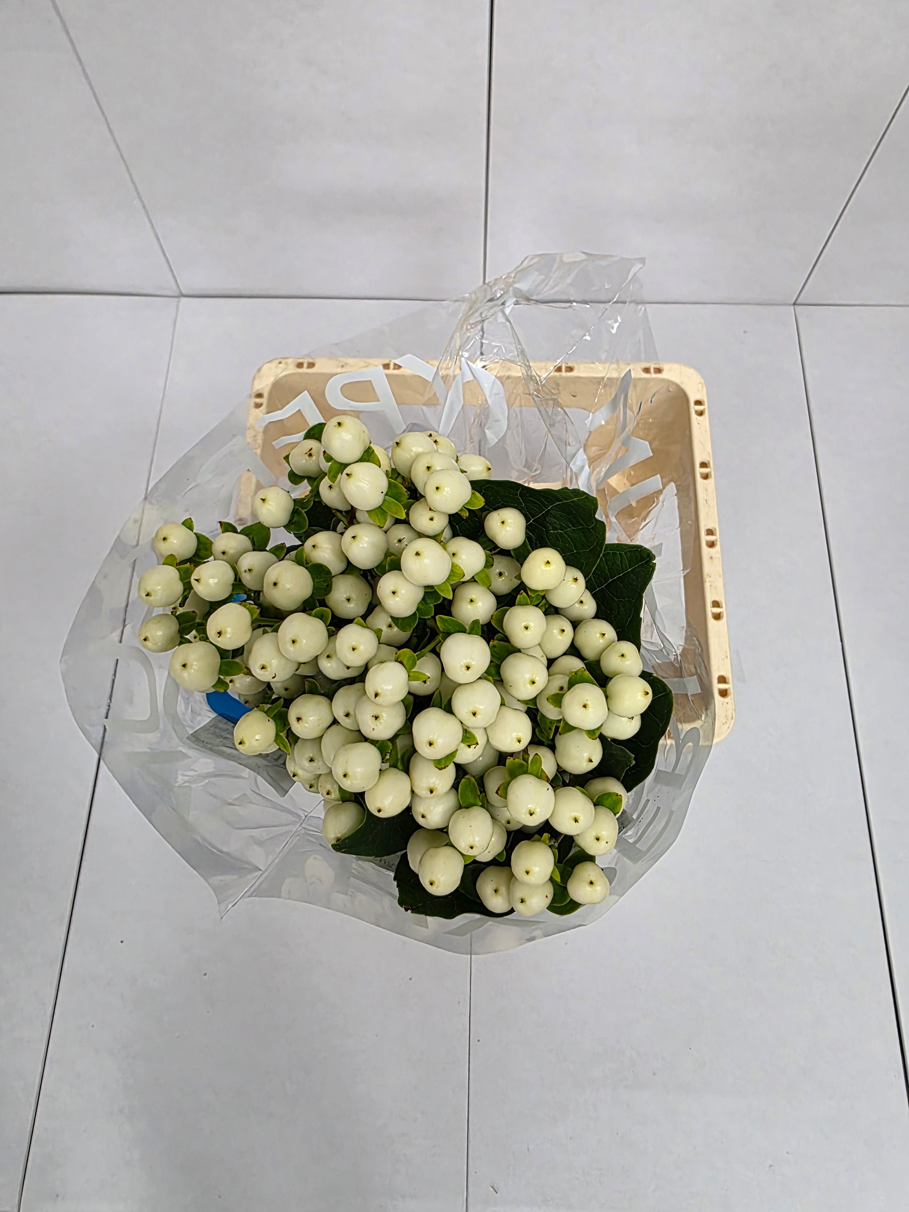 Farm Fresh Hypercium Coco Uno(Bunch of 10stems, Length 70cm)