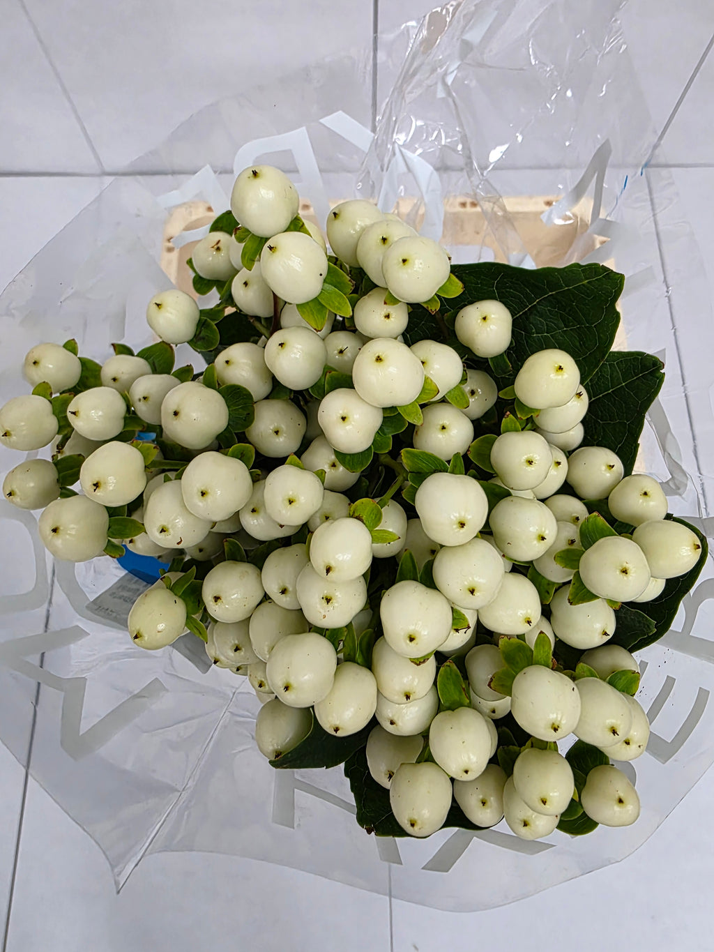 Farm Fresh Hypercium Coco Uno(Bunch of 10stems, Length 70cm)