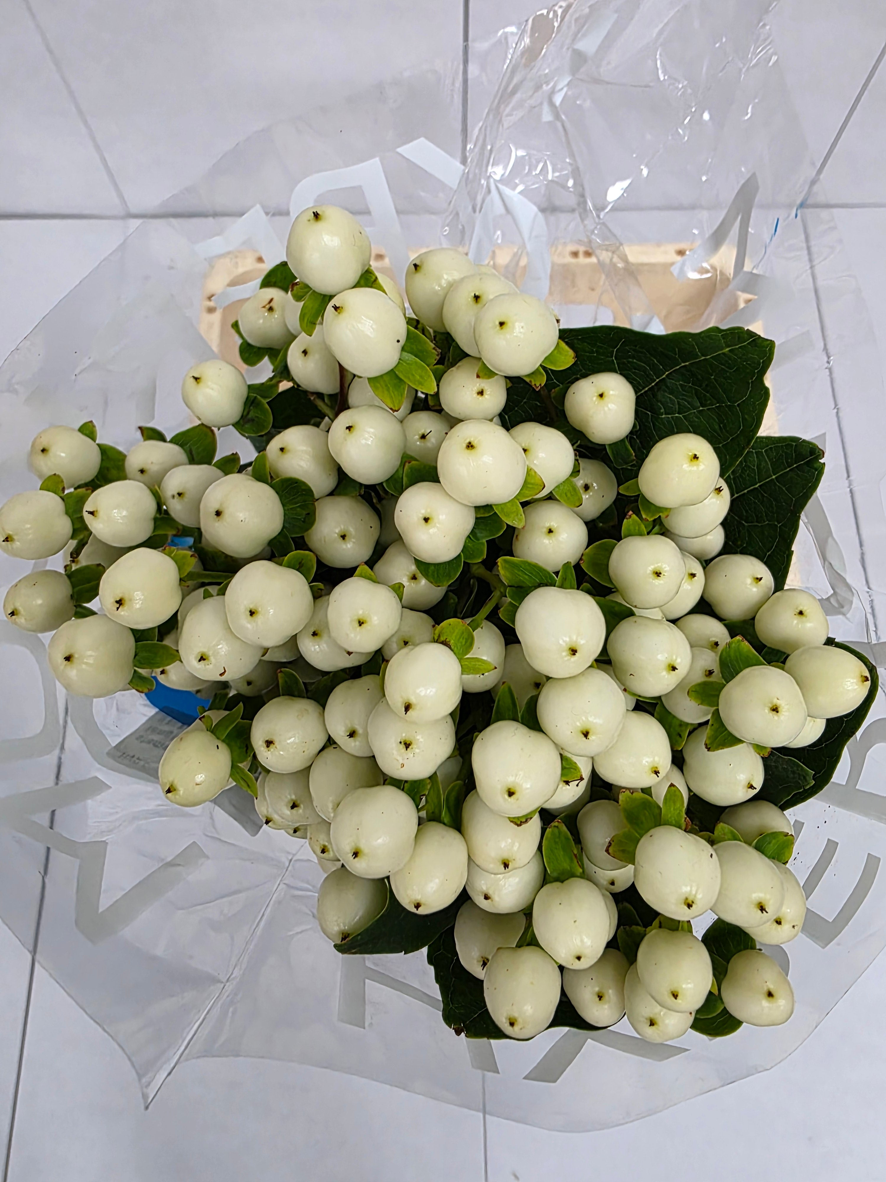Farm Fresh Hypercium Coco Uno(Bunch of 10stems, Length 70cm)