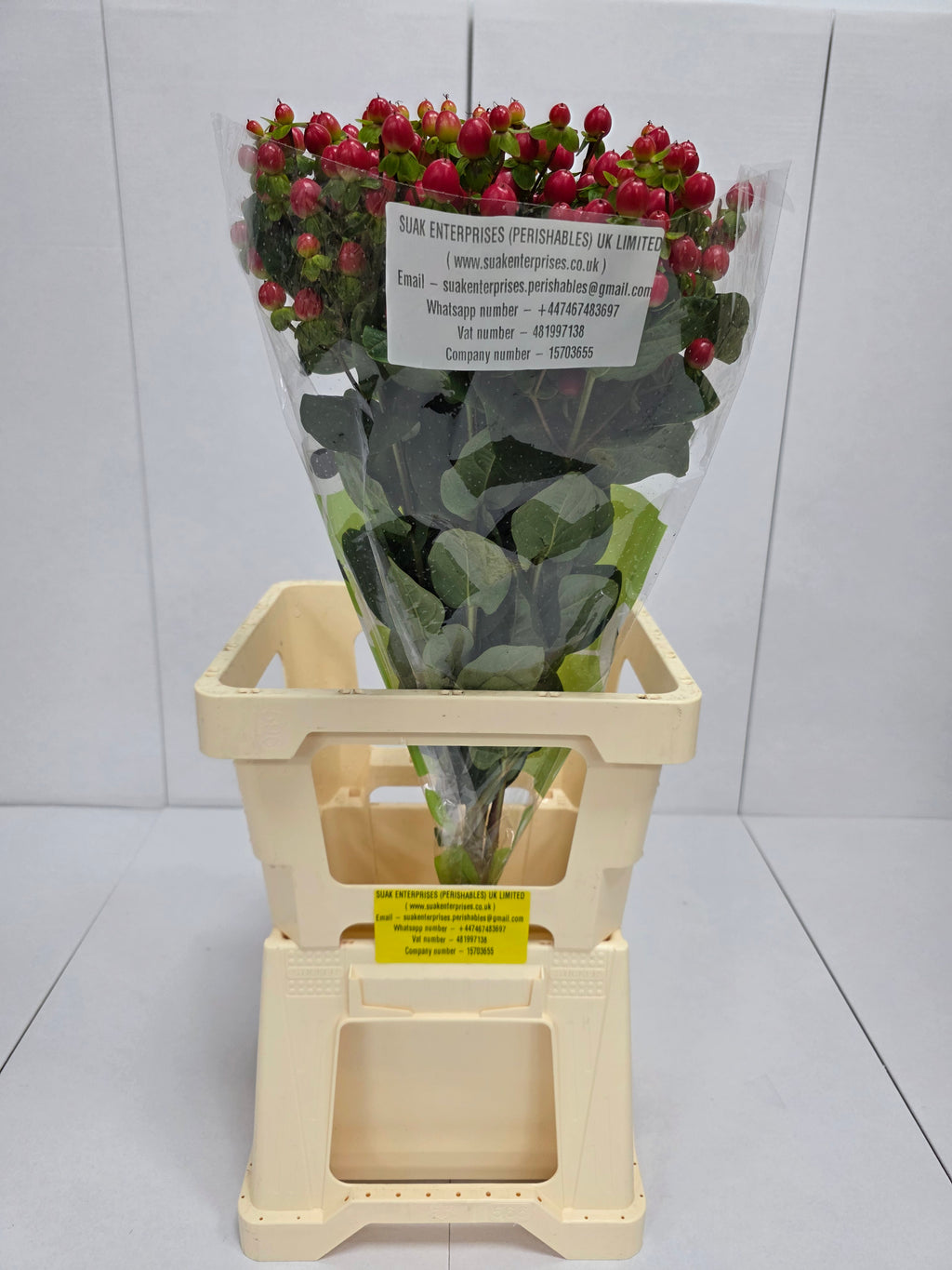 Farm Fresh Hypercium Tomato Flair(Bunch of 25stems, Length 70cm)