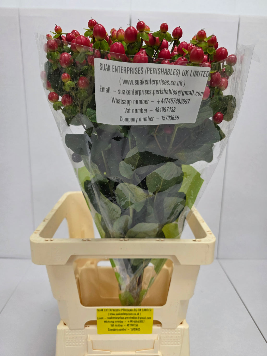 Farm Fresh Hypercium Tomato Flair(Bunch of 25stems, Length 70cm)