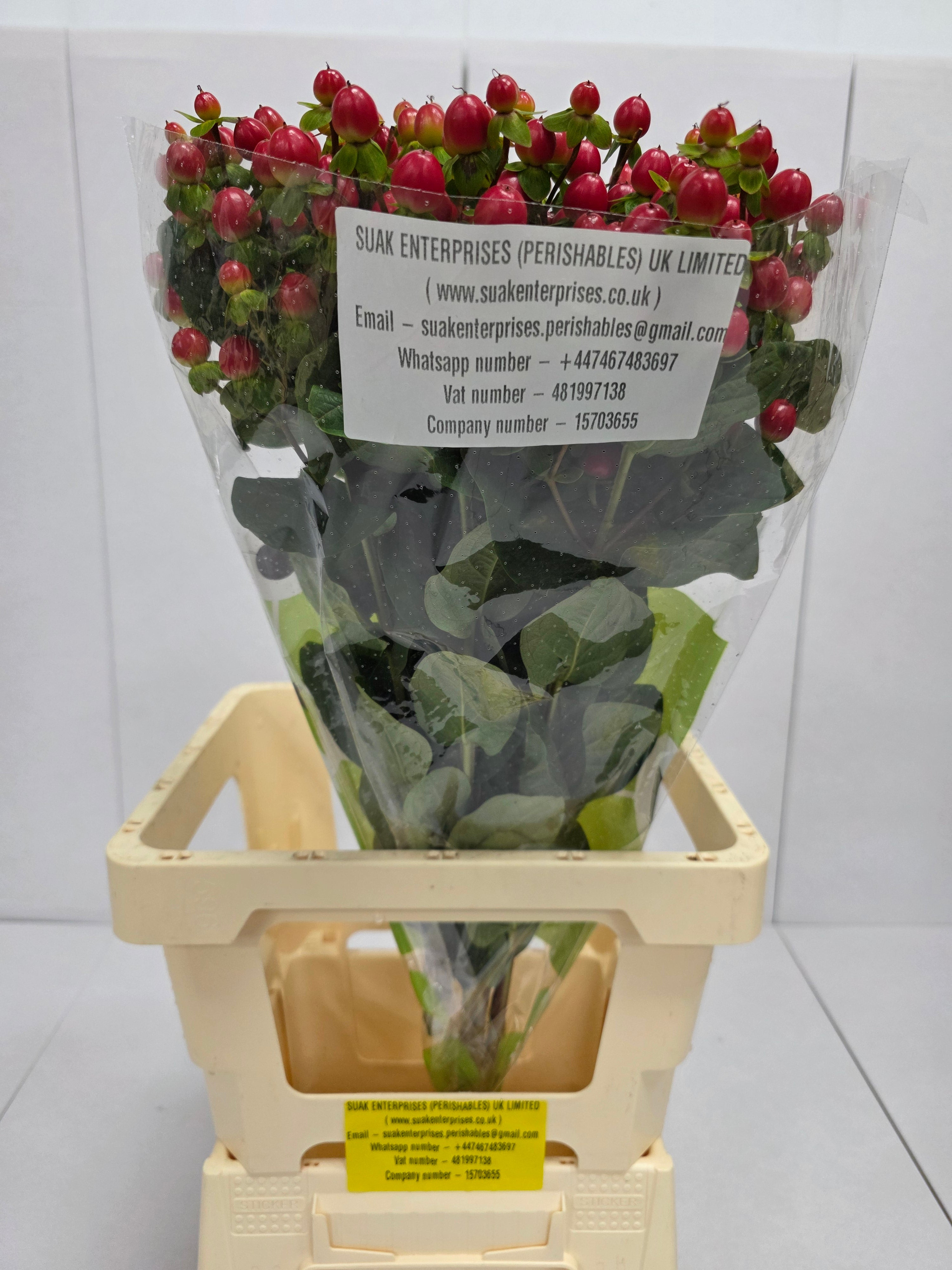 Farm Fresh Hypercium Tomato Flair(Bunch of 25stems, Length 70cm)