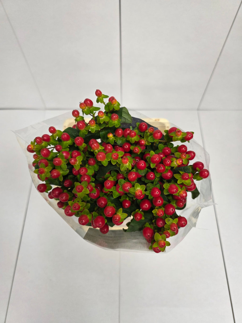 Farm Fresh Hypercium Tomato Flair(Bunch of 25stems, Length 70cm)