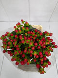 Farm Fresh Hypercium Tomato Flair(Bunch of 25stems, Length 70cm)