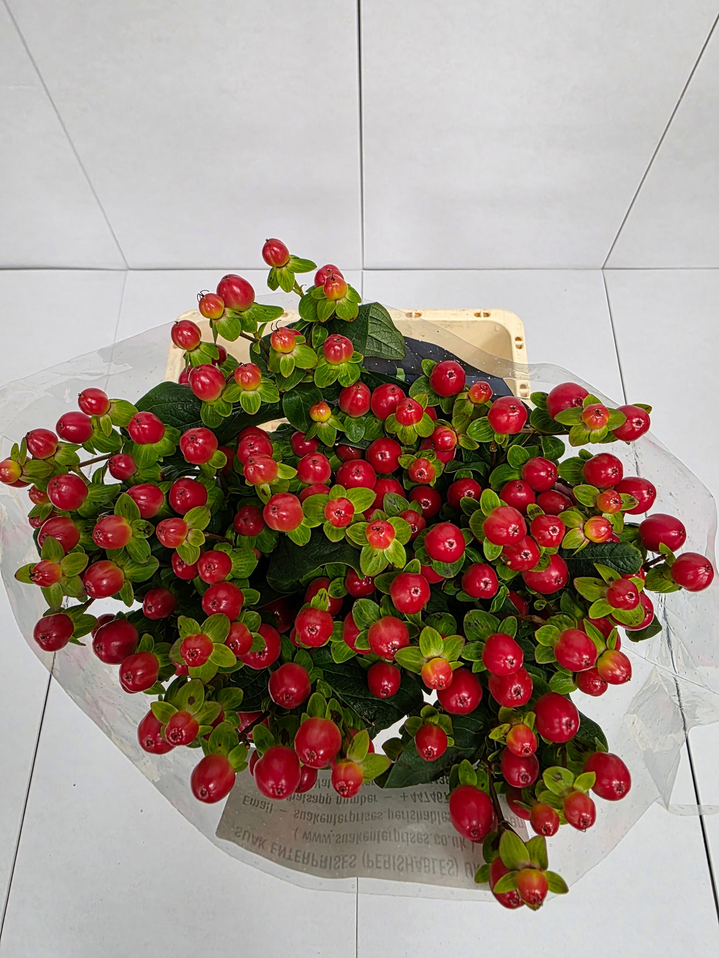 Farm Fresh Hypercium Tomato Flair(Bunch of 25stems, Length 70cm)