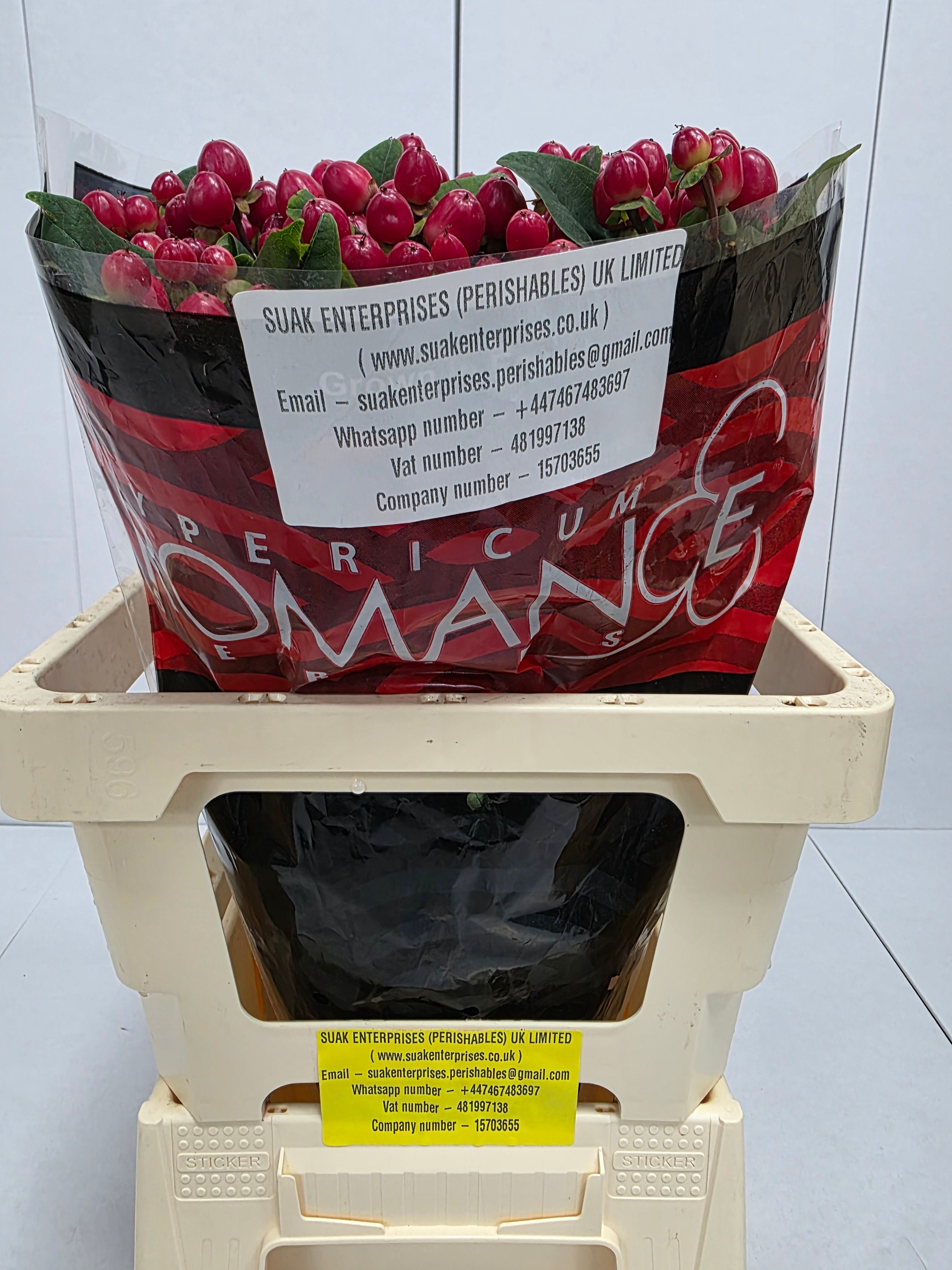 Farm Fresh Hypercium True Romance(Bunch of 25stems, Length 60cm)
