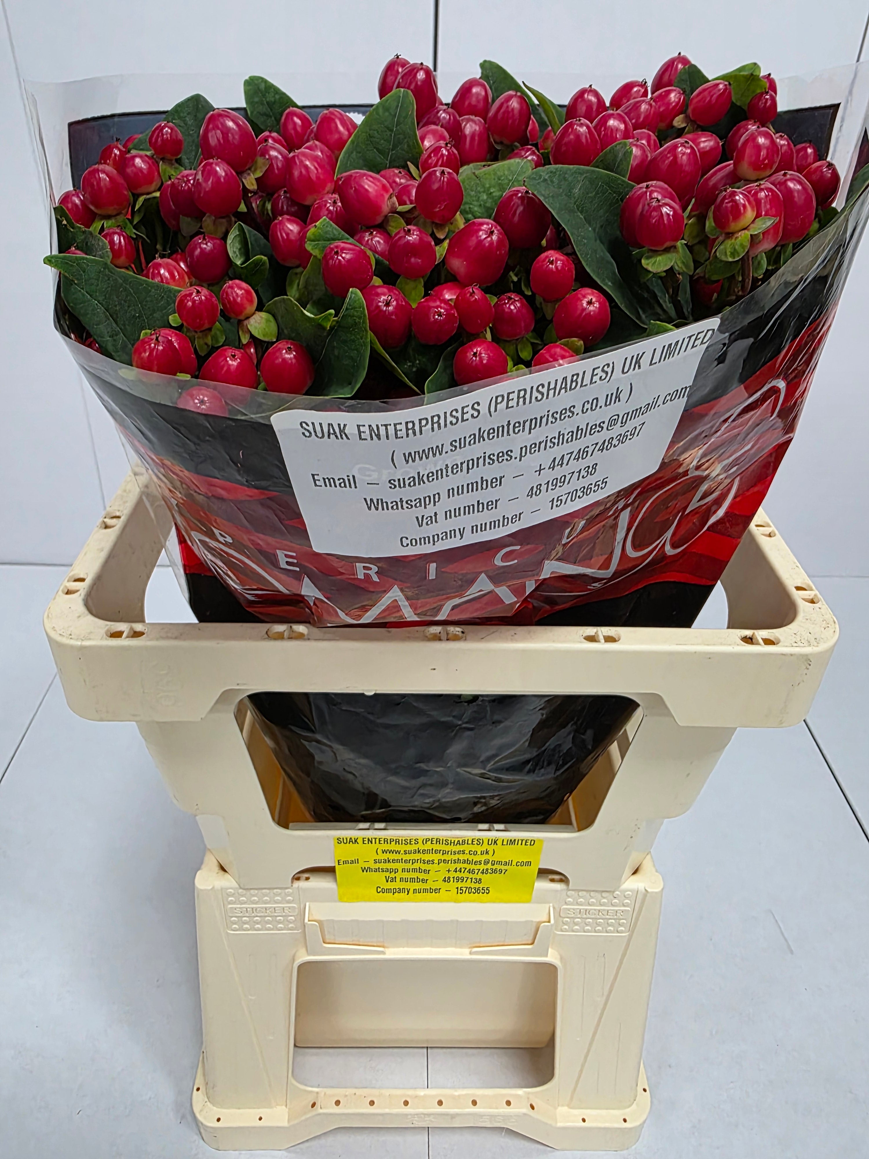 Farm Fresh Hypercium True Romance(Bunch of 25stems, Length 60cm)