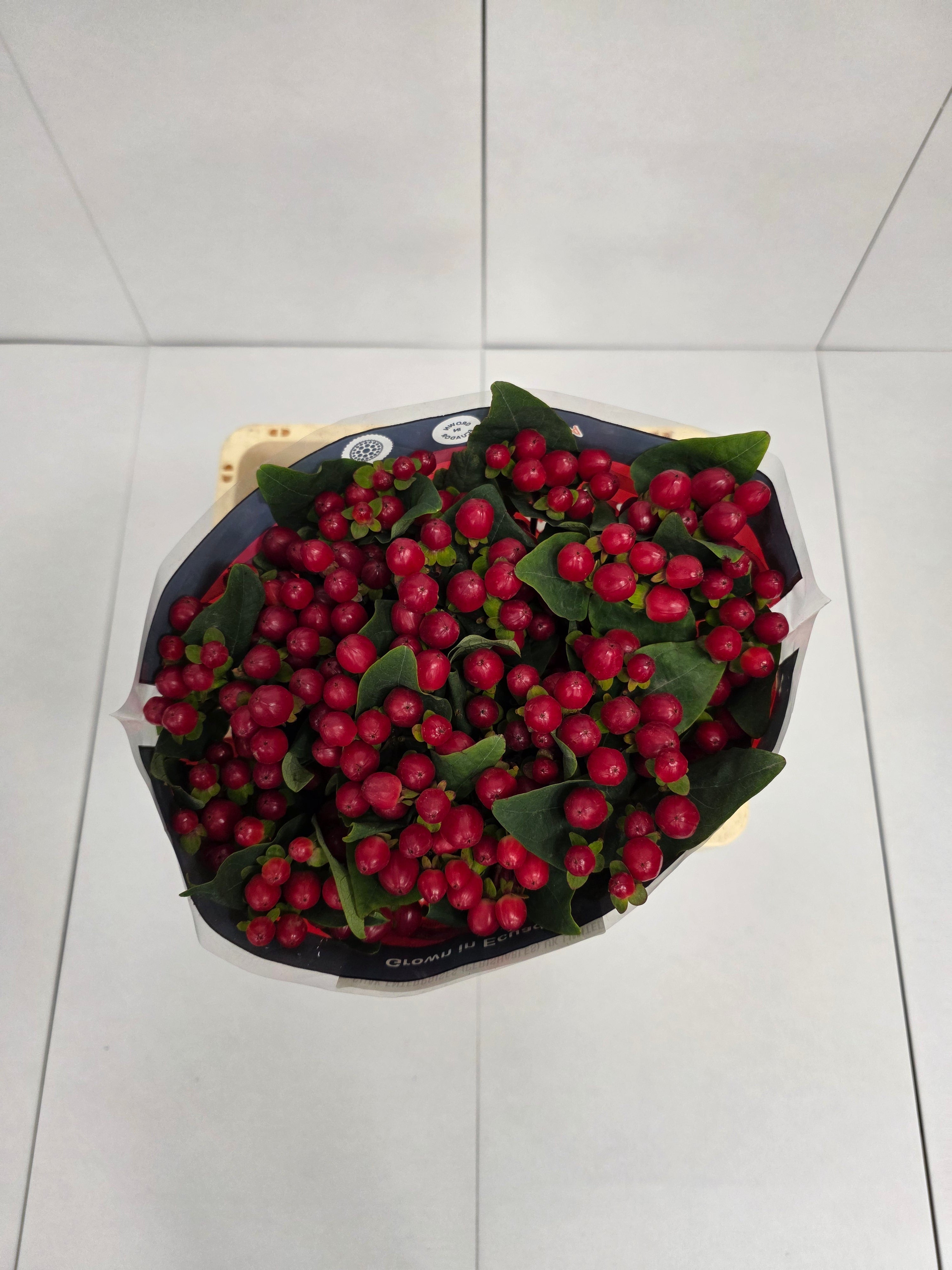 Farm Fresh Hypercium True Romance(Bunch of 25stems, Length 60cm)
