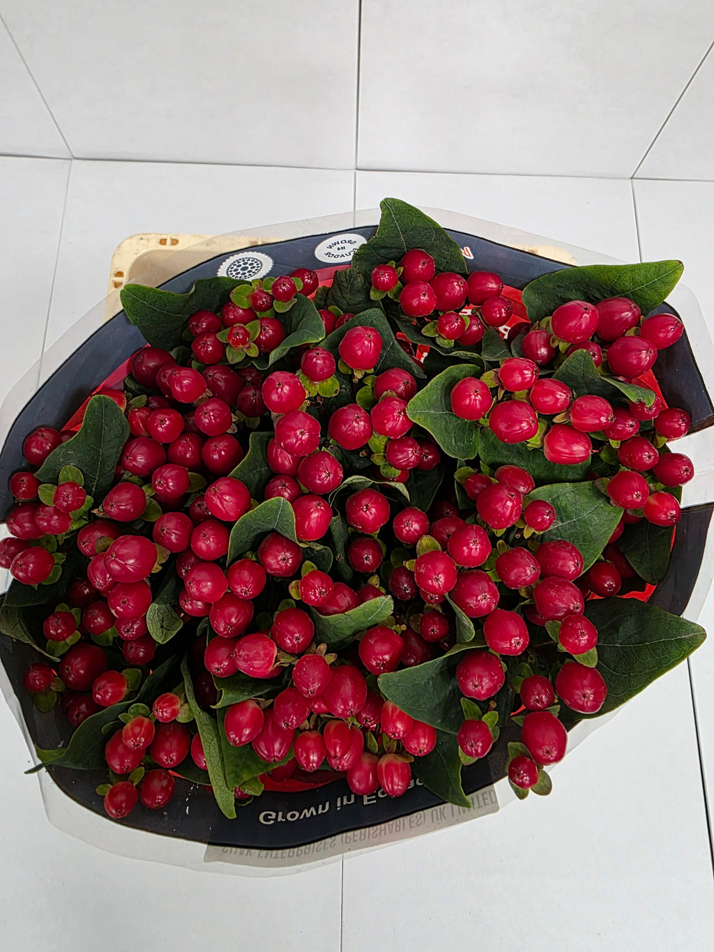 Farm Fresh Hypercium True Romance(Bunch of 25stems, Length 60cm)