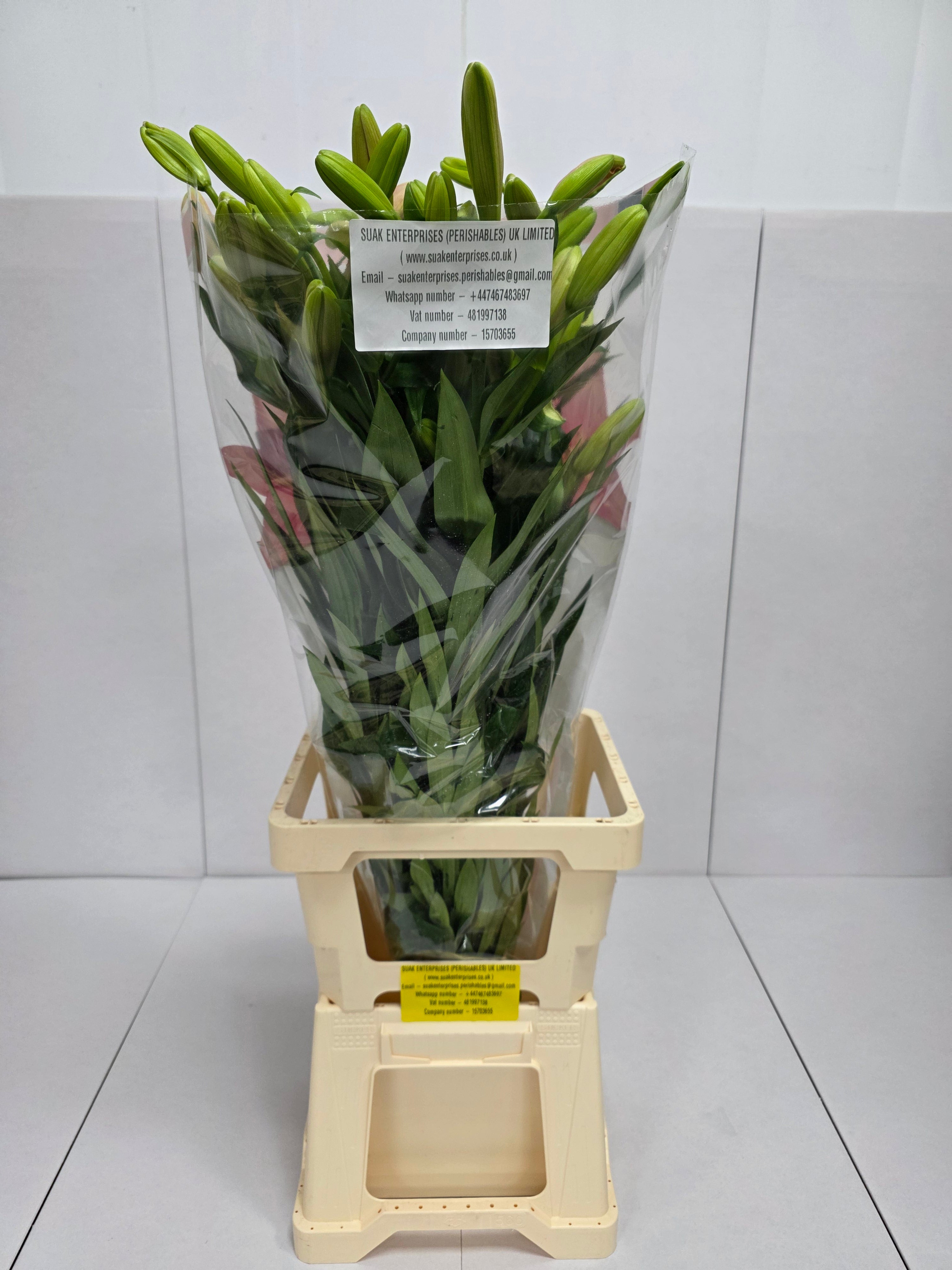 Farm Fresh  Lilium Longifl. x Aziat Brindisi 4+ (Bunch of 10 stems, Length 80cm)