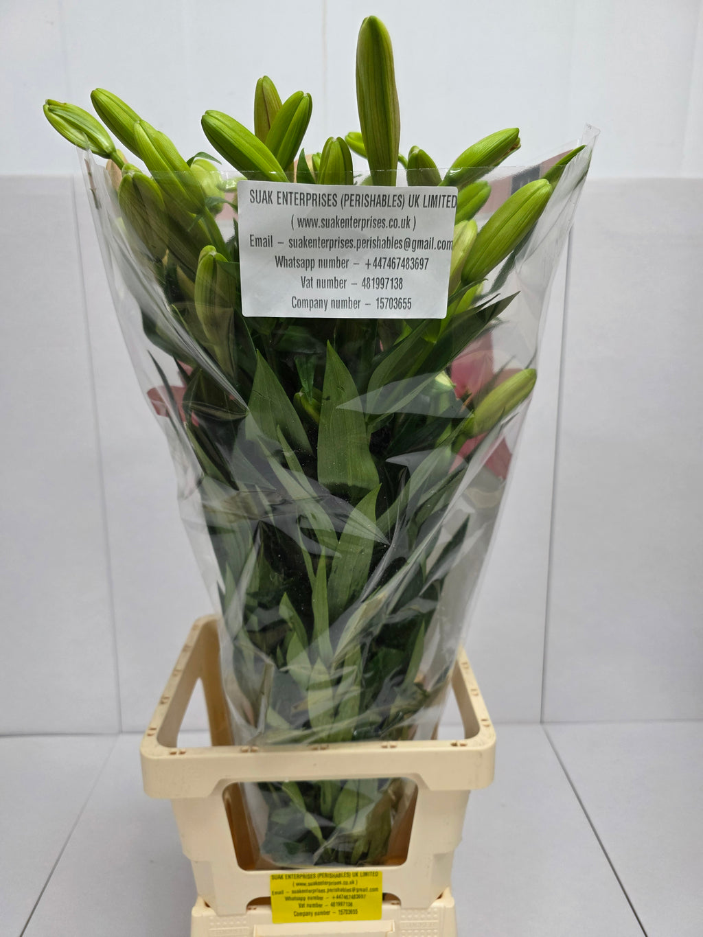 Farm Fresh  Lilium Longifl. x Aziat Brindisi 4+ (Bunch of 10 stems, Length 80cm)
