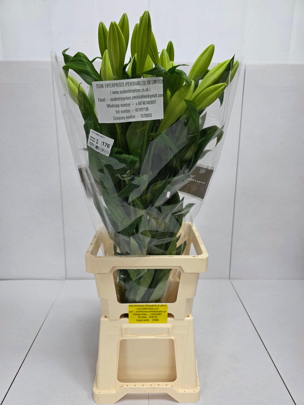 Farm Fresh Lilium Longifloram Watch up 2+(Bunch of 10stems,Length 90cm)