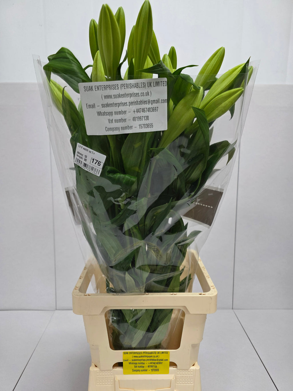 Farm Fresh Lilium Longifloram Watch up 2+(Bunch of 10stems,Length 90cm)