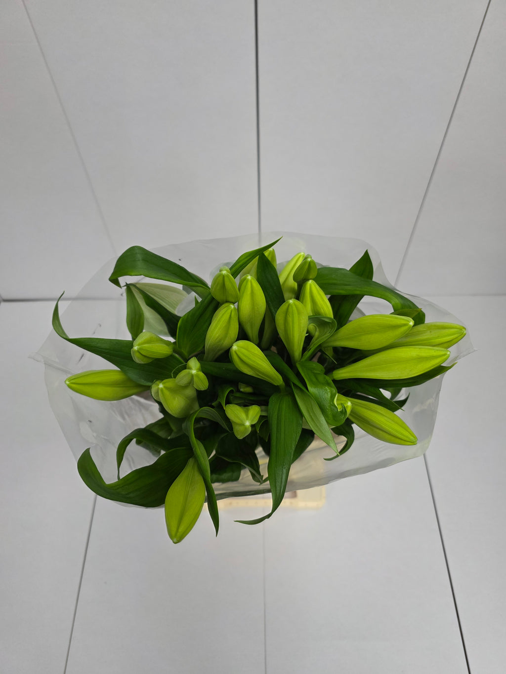 Farm Fresh Lilium Longifloram Watch up 2+ Ex(Bunch of 10stems,Length 95cm)