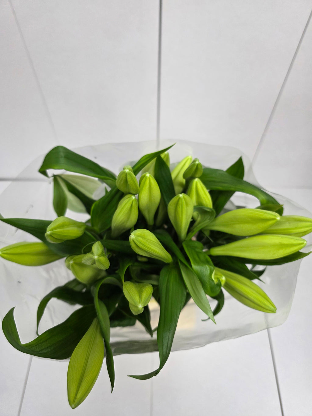 Farm Fresh Lilium Longifloram Watch up 2+ Ex(Bunch of 10stems,Length 95cm)