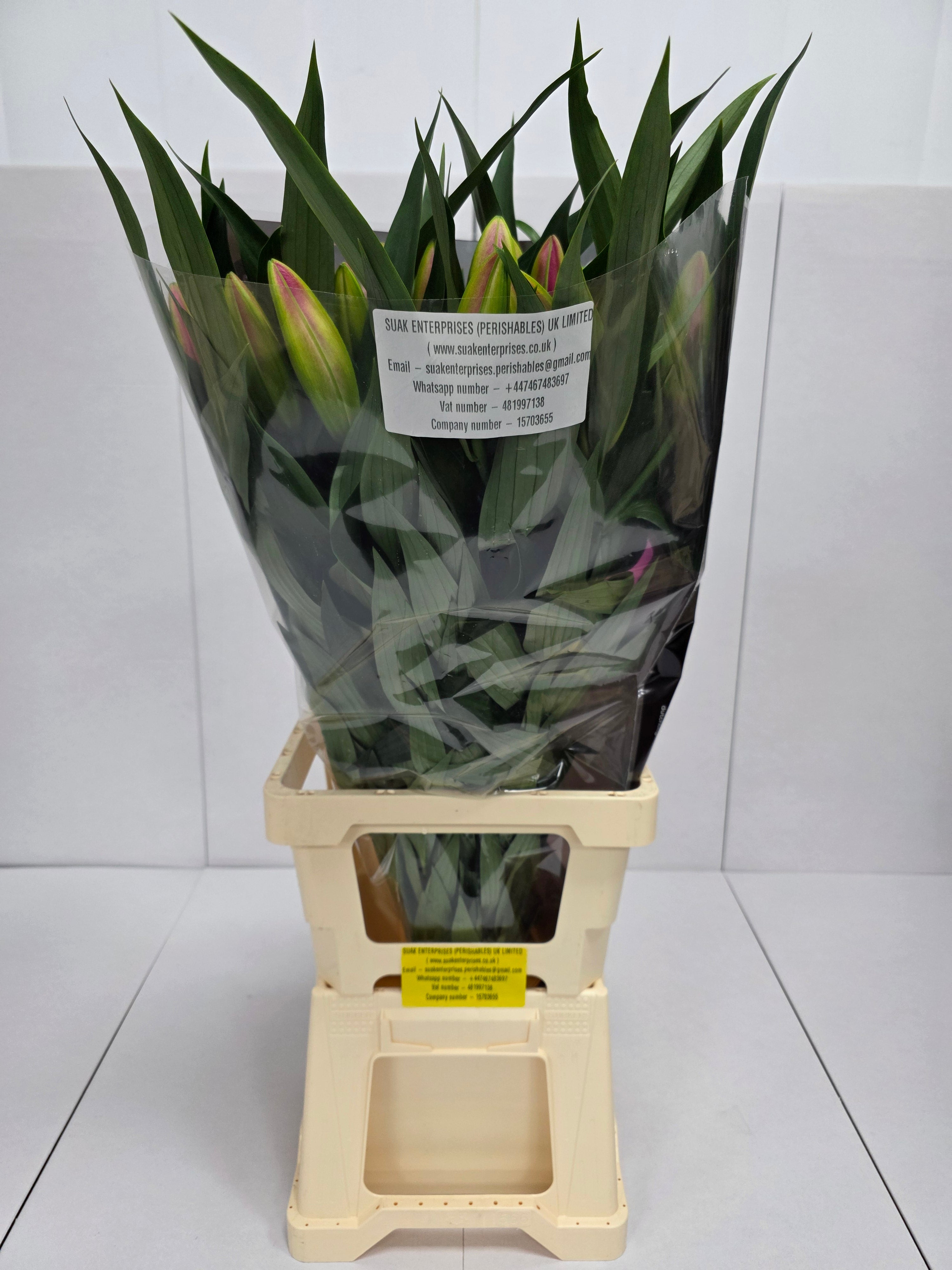 Farm Fresh Lilium Oriental Dalian(Bunch of 10stems,Length 80cm)