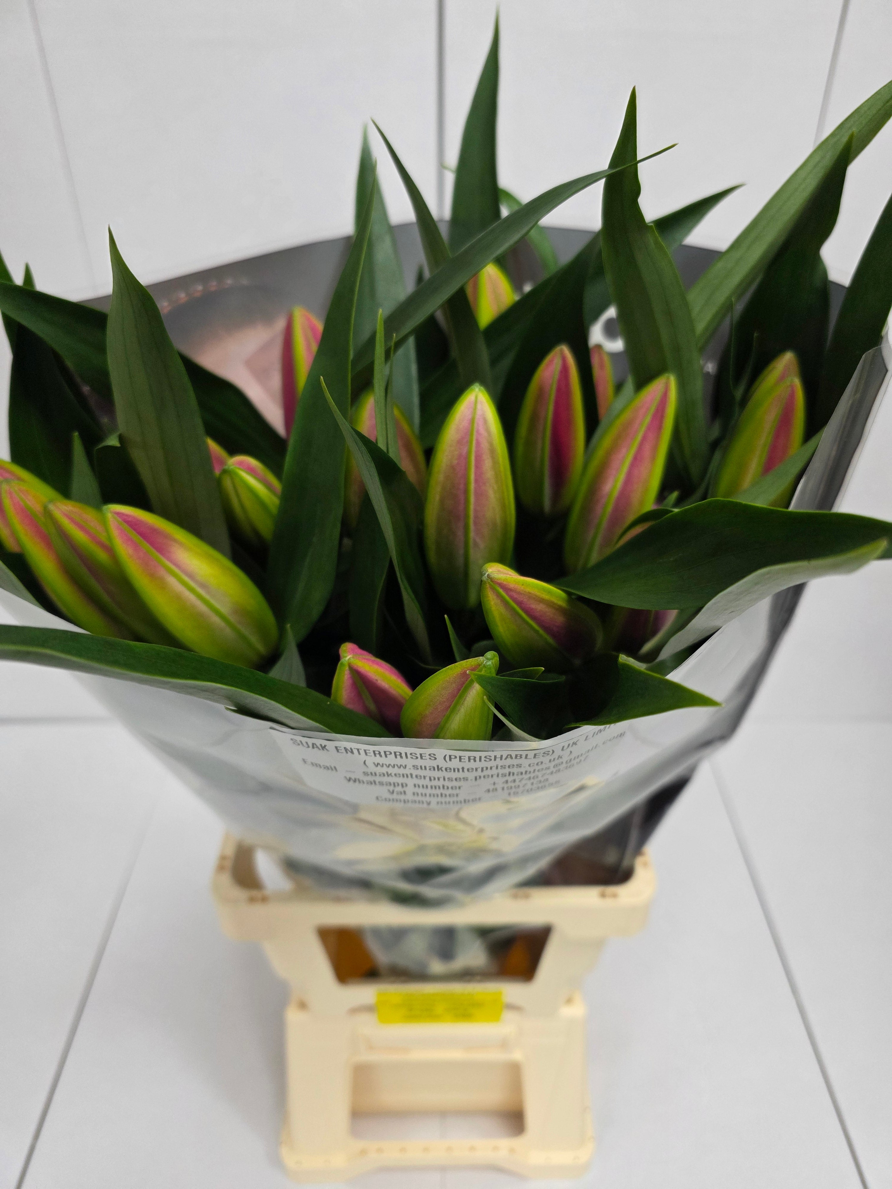 Farm Fresh Lilium Oriental Dalian(Bunch of 10stems,Length 80cm)