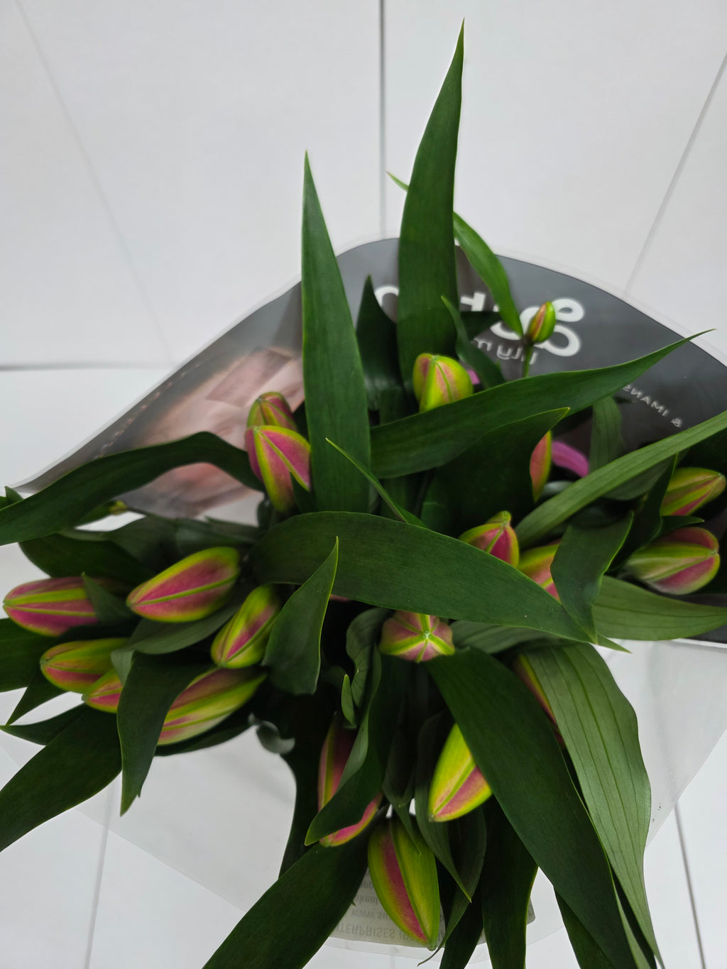 Farm Fresh Lilium Oriental Dalian(Bunch of 10stems,Length 80cm)