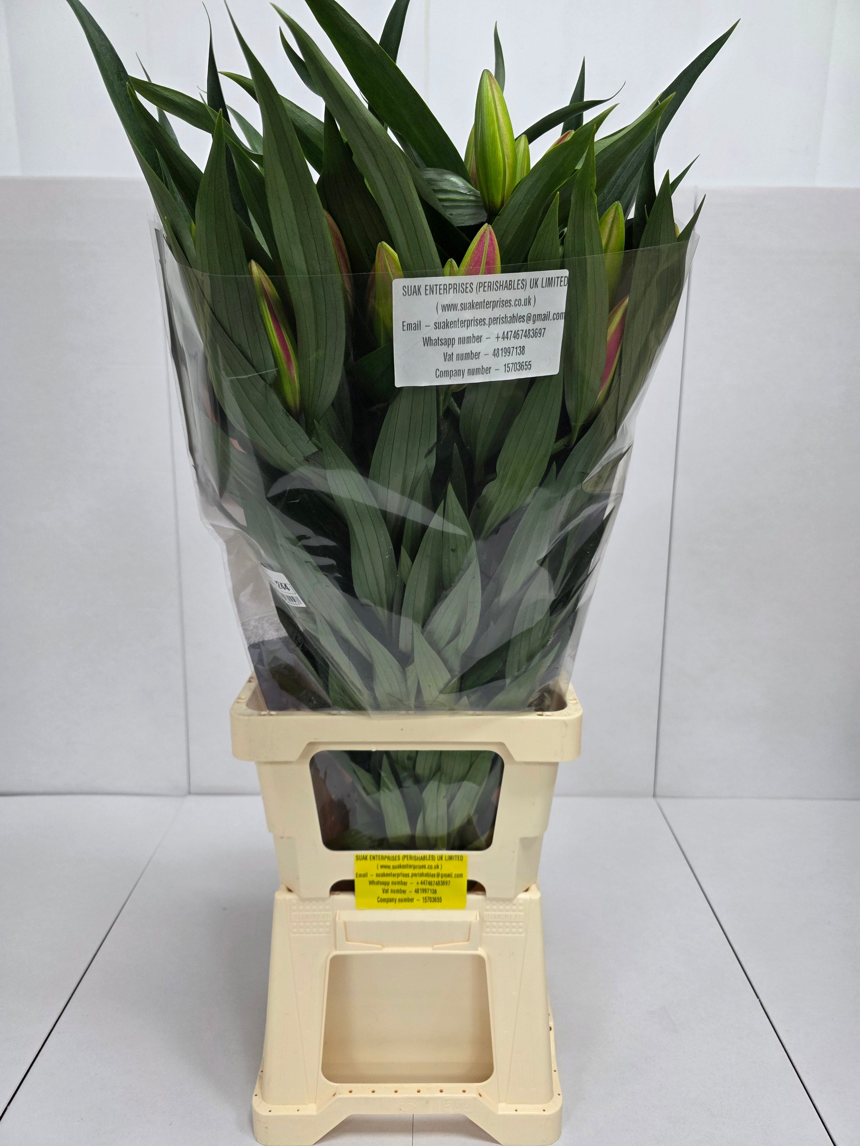 Farm Fresh Lilium Oriental Dalian 3+(Bunch of 10stems,Length 85cm)