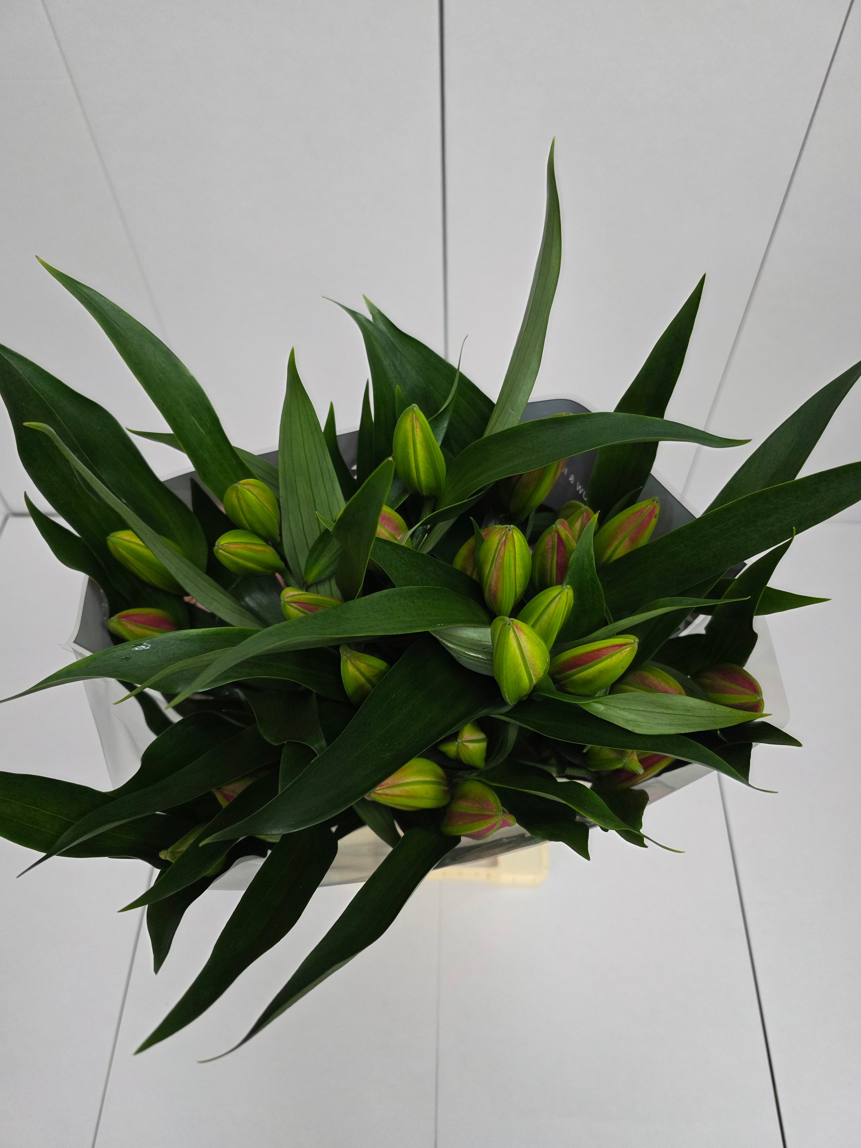Farm Fresh Lilium Oriental Dalian 3+(Bunch of 10stems,Length 85cm)
