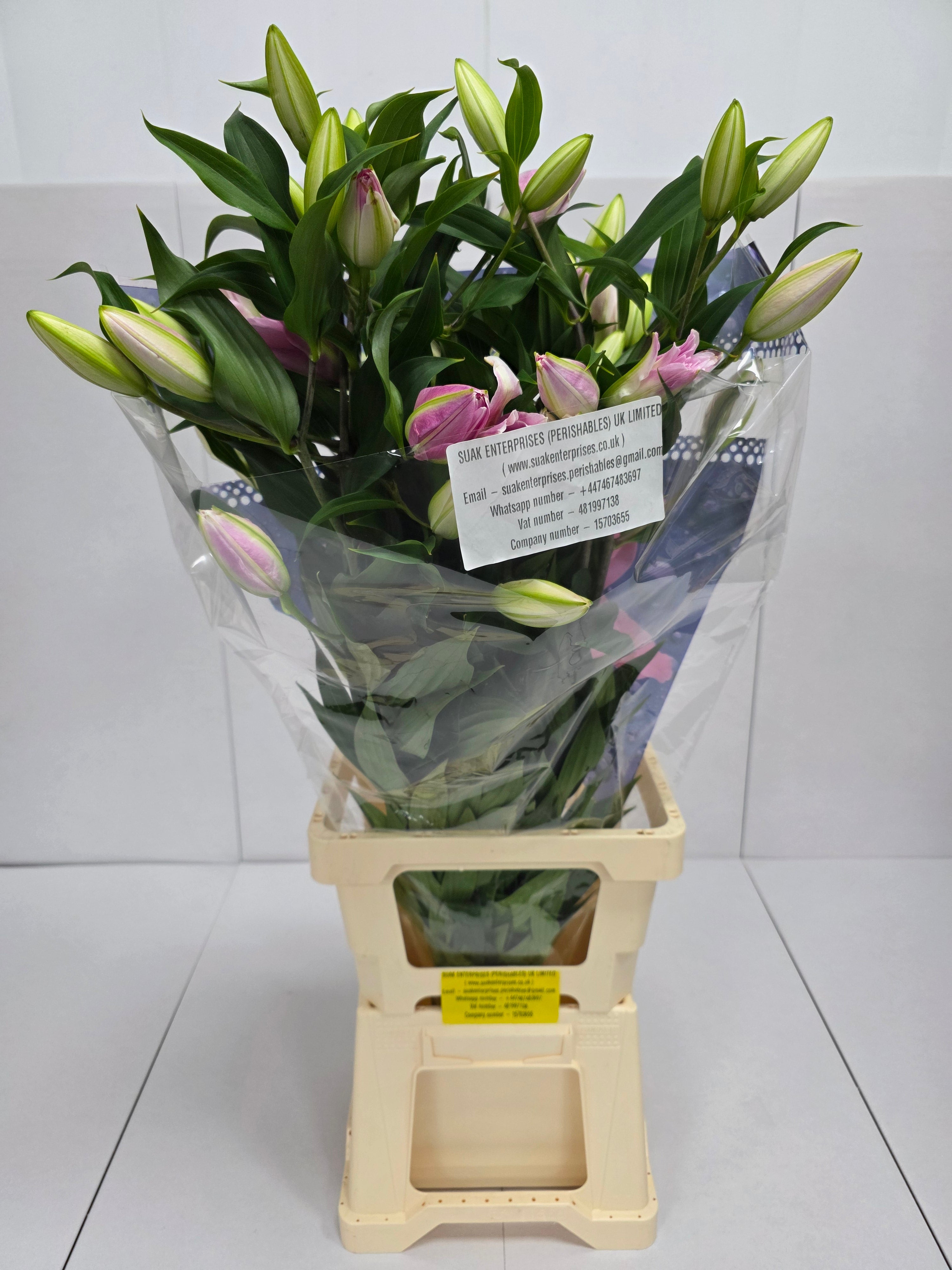 Farm Fresh Lilium Oriental Kadamgo 4+ double (Bunch of 10stems,Length 90cm)