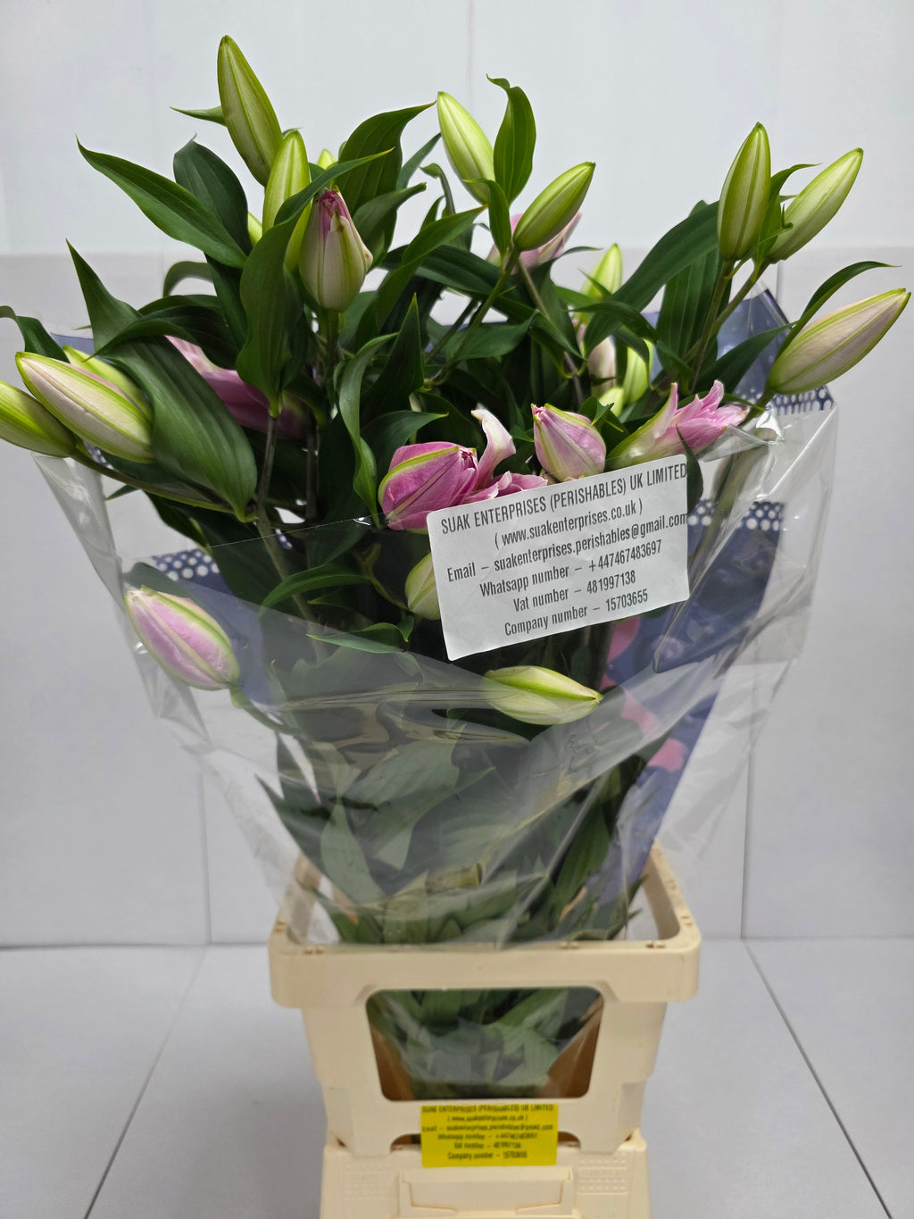 Farm Fresh Lilium Oriental Kadamgo 4+ double (Bunch of 10stems,Length 90cm)