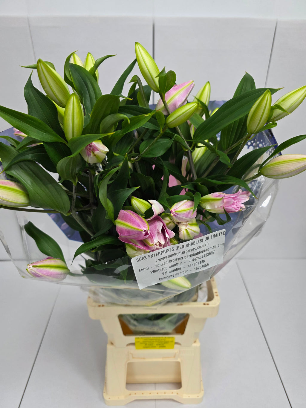 Farm Fresh Lilium Oriental Kadamgo 4+ double (Bunch of 10stems,Length 90cm)