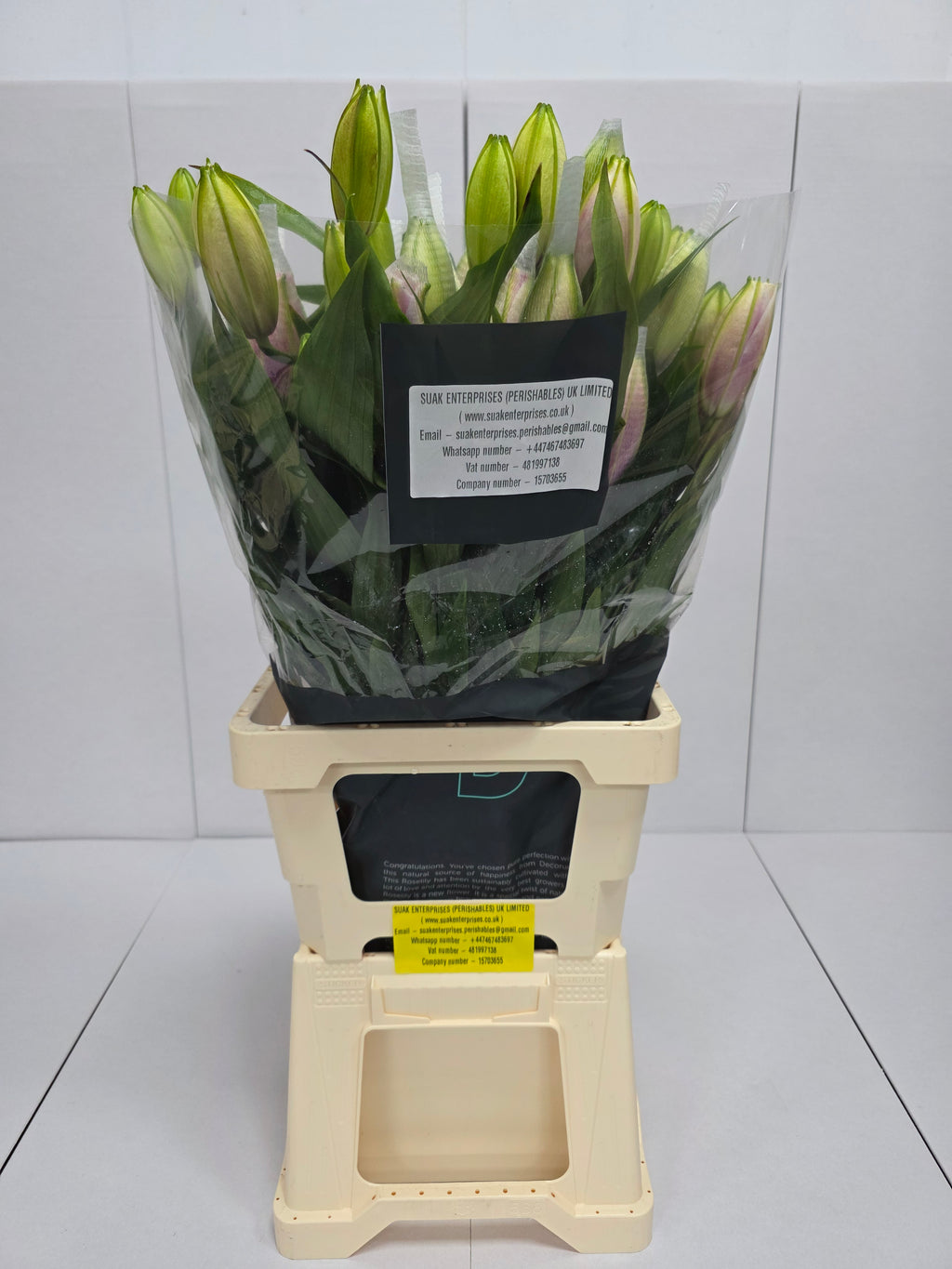 Farm Fresh Lilium Oriental Roselily Aisha White(Double 3+)(Bunch of 10stems,Length 80cm)