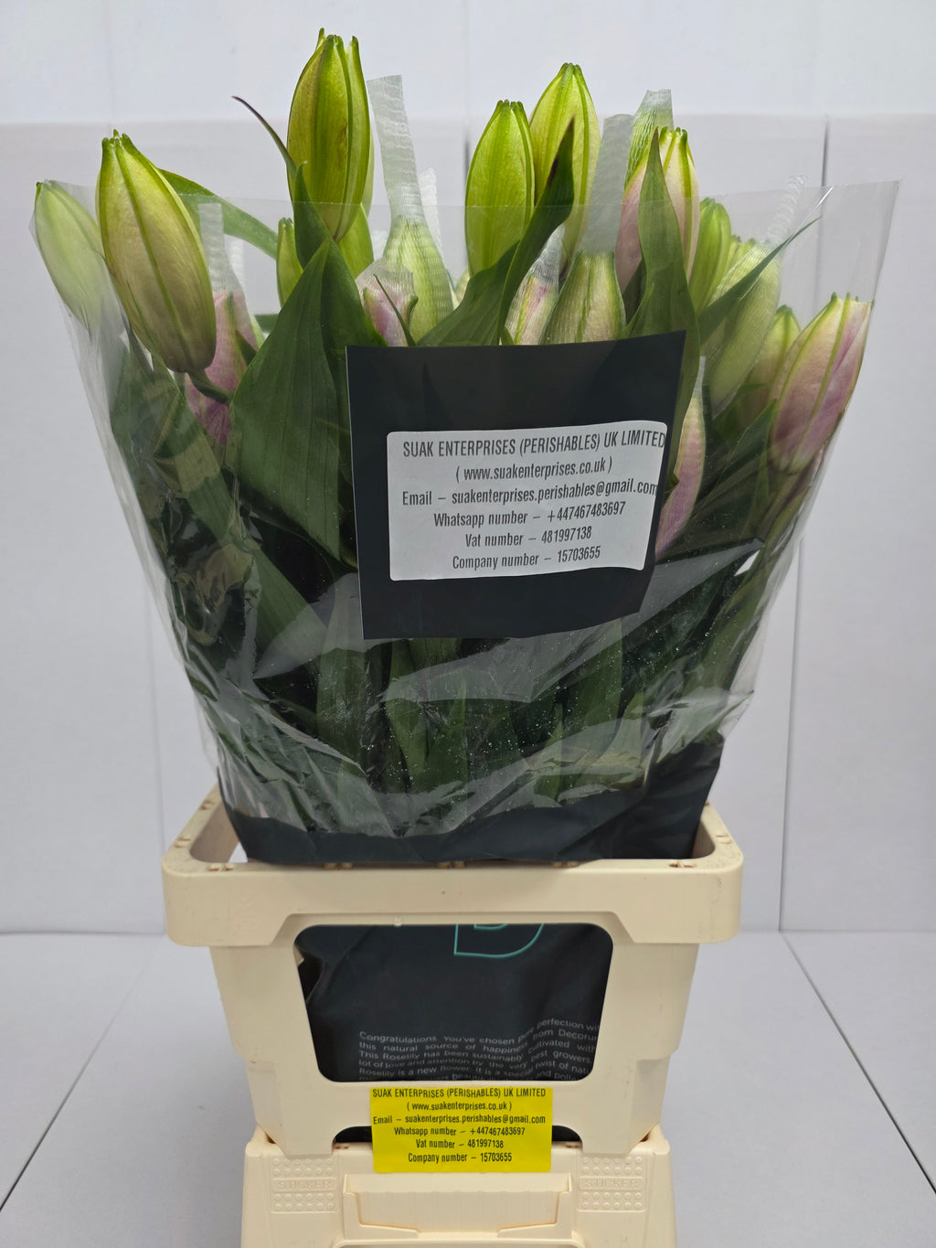 Farm Fresh Lilium Oriental Roselily Aisha White(Double 3+)(Bunch of 10stems,Length 80cm)