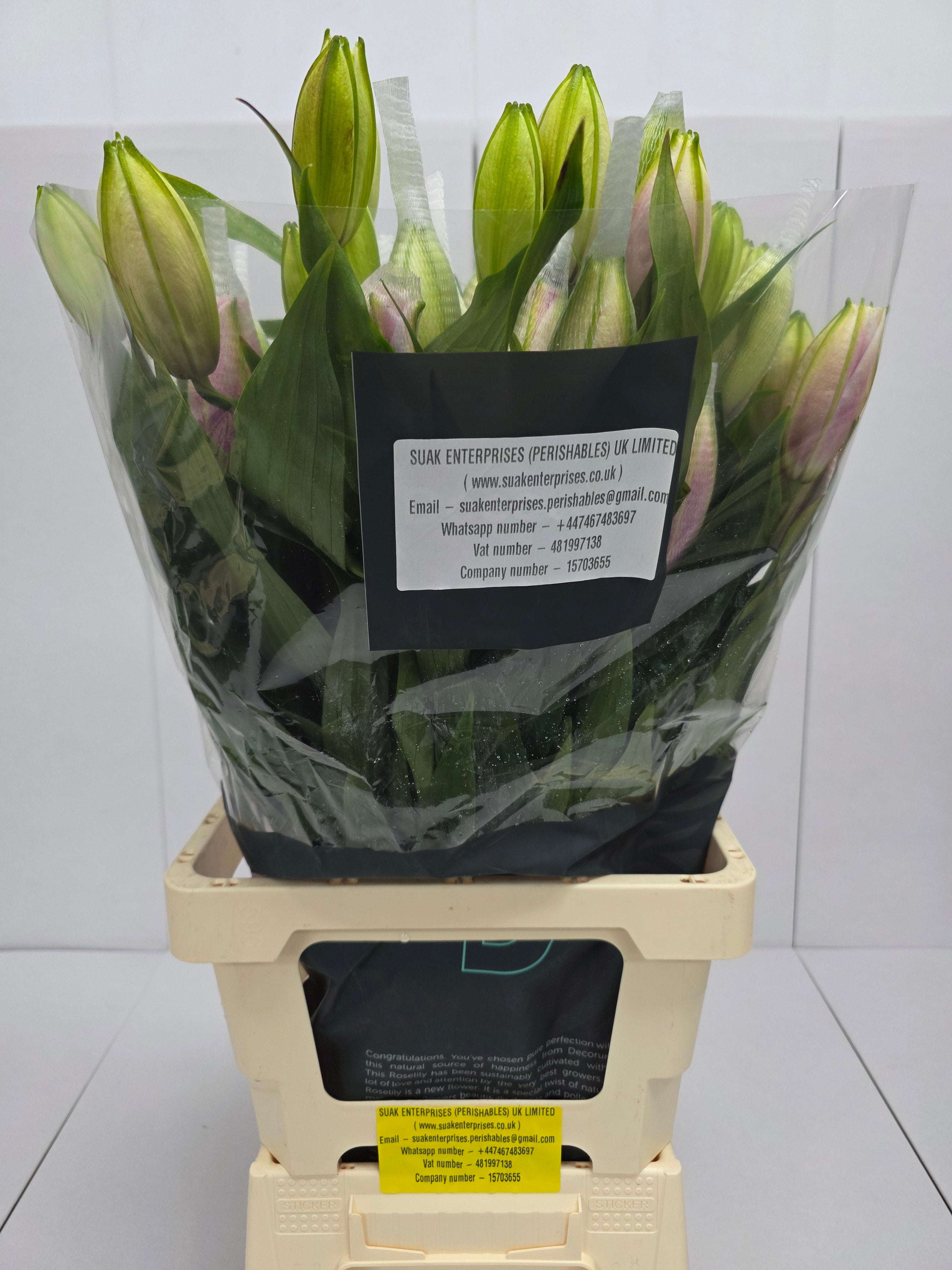 Farm Fresh Lilium Oriental Roselily Aisha White(Double 3+)(Bunch of 10stems,Length 80cm)