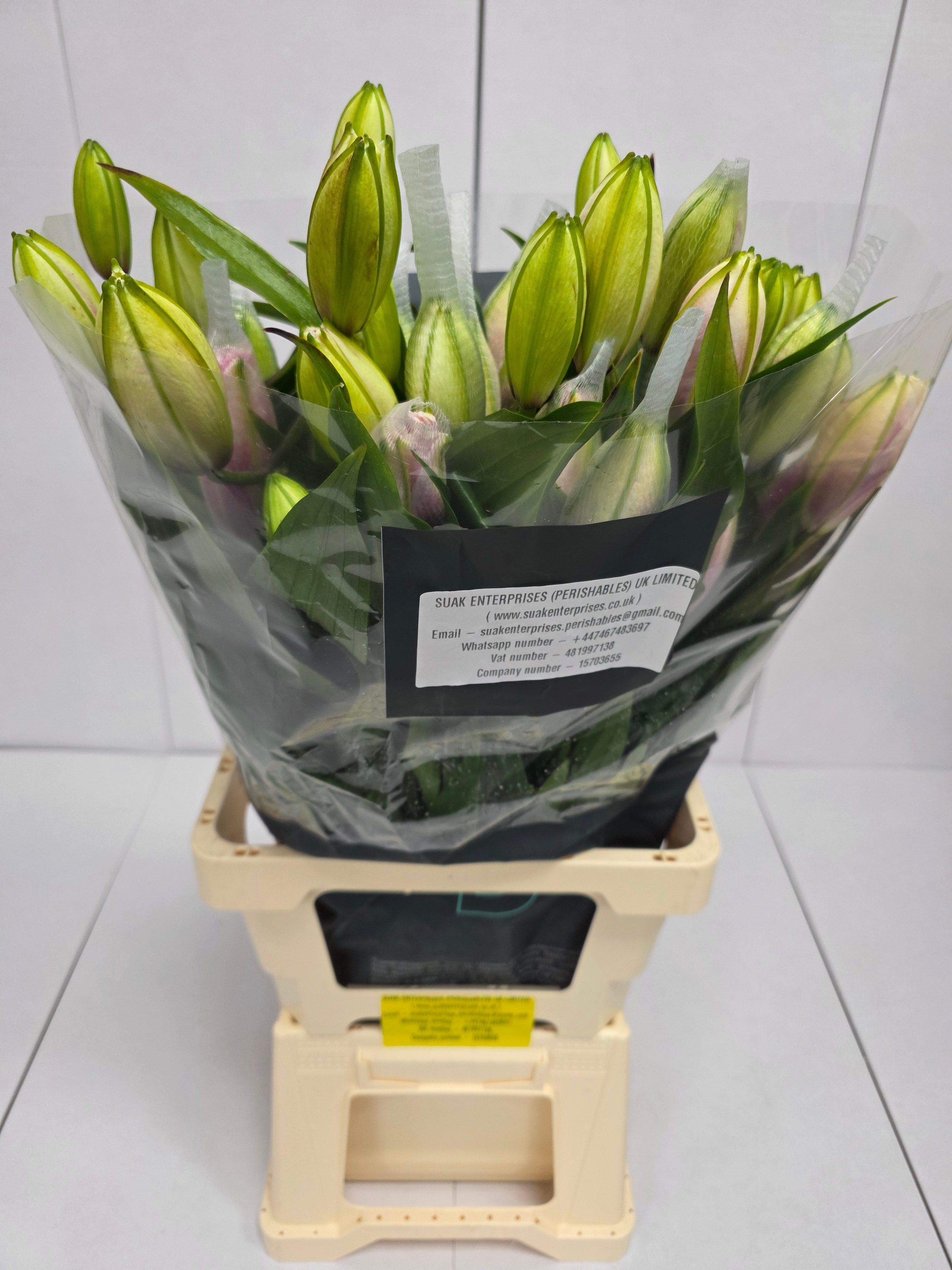 Farm Fresh Lilium Oriental Roselily Aisha White(Double 3+)(Bunch of 10stems,Length 80cm)