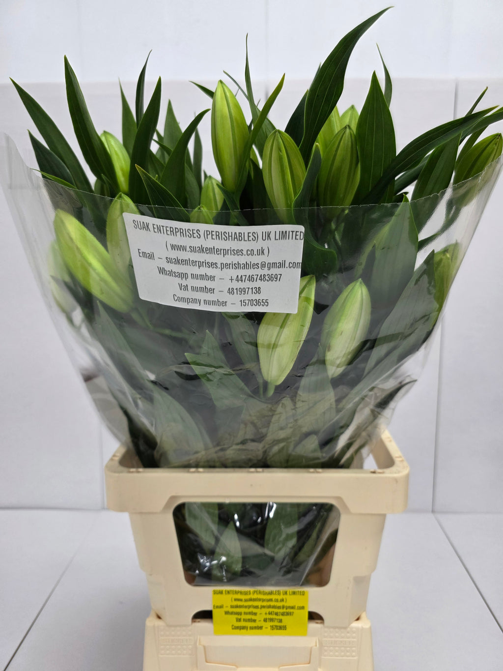 Farm Fresh Lilium Oriental Santander 3+(Bunch of 10stems,Length 80cm)