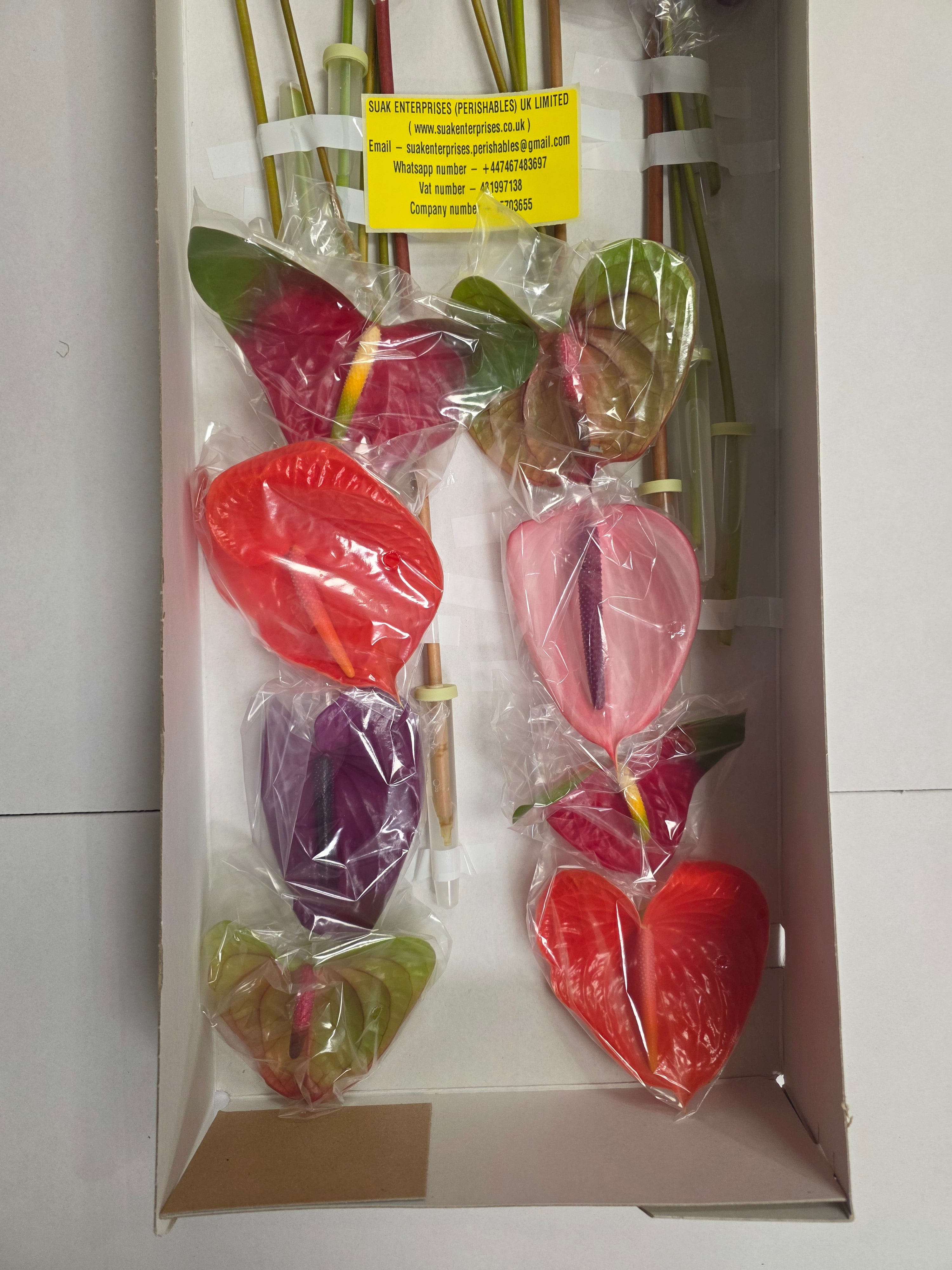 Anthurium Mixed (Bunch of 16stems)