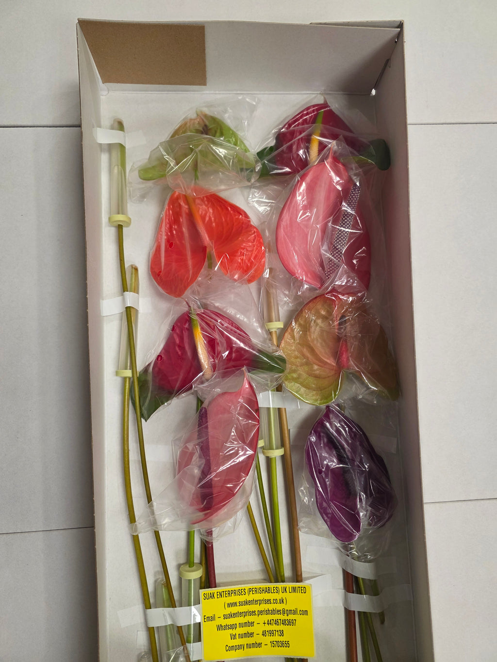 Anthurium Mixed (Bunch of 16stems)