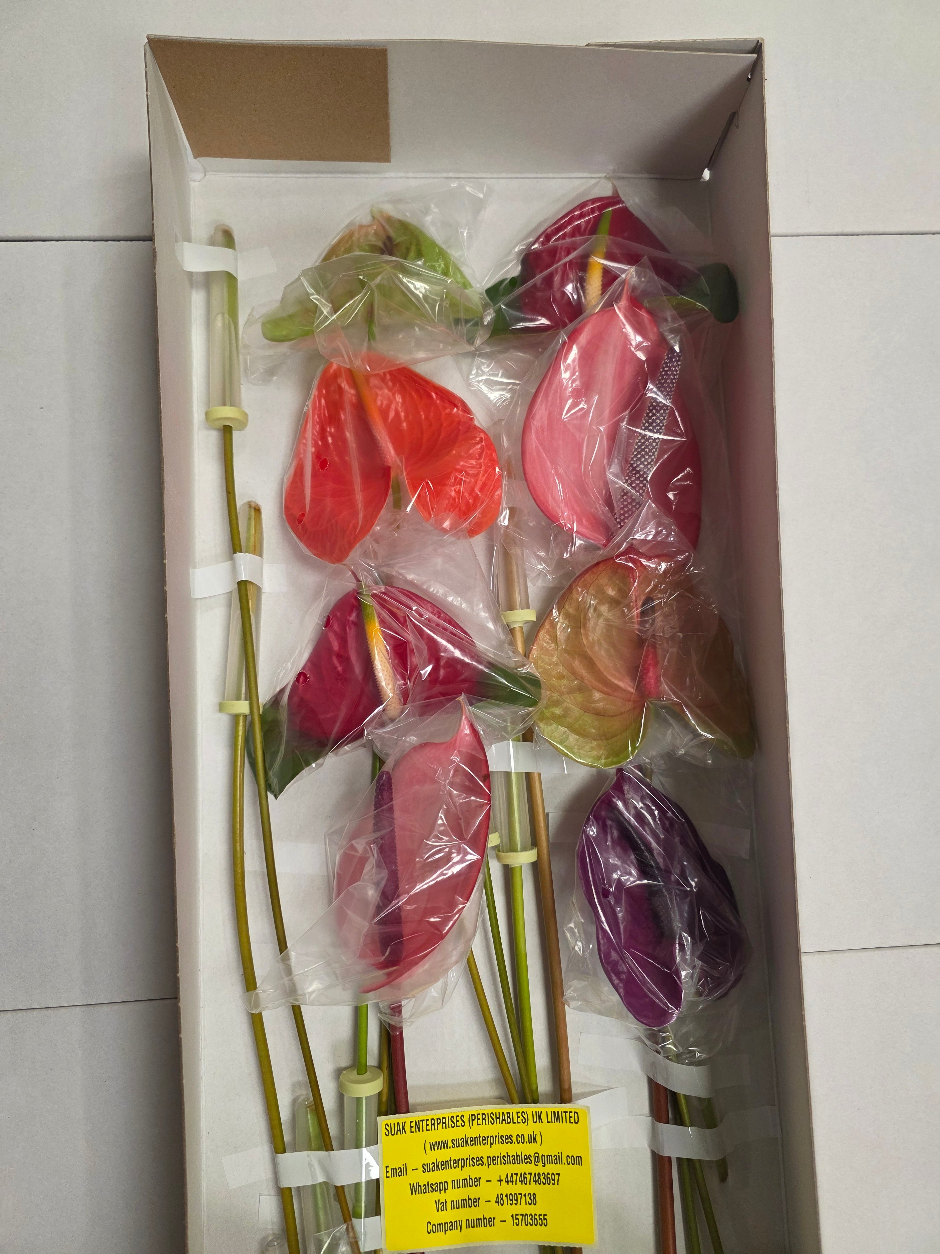 Anthurium Mixed (Bunch of 16stems)