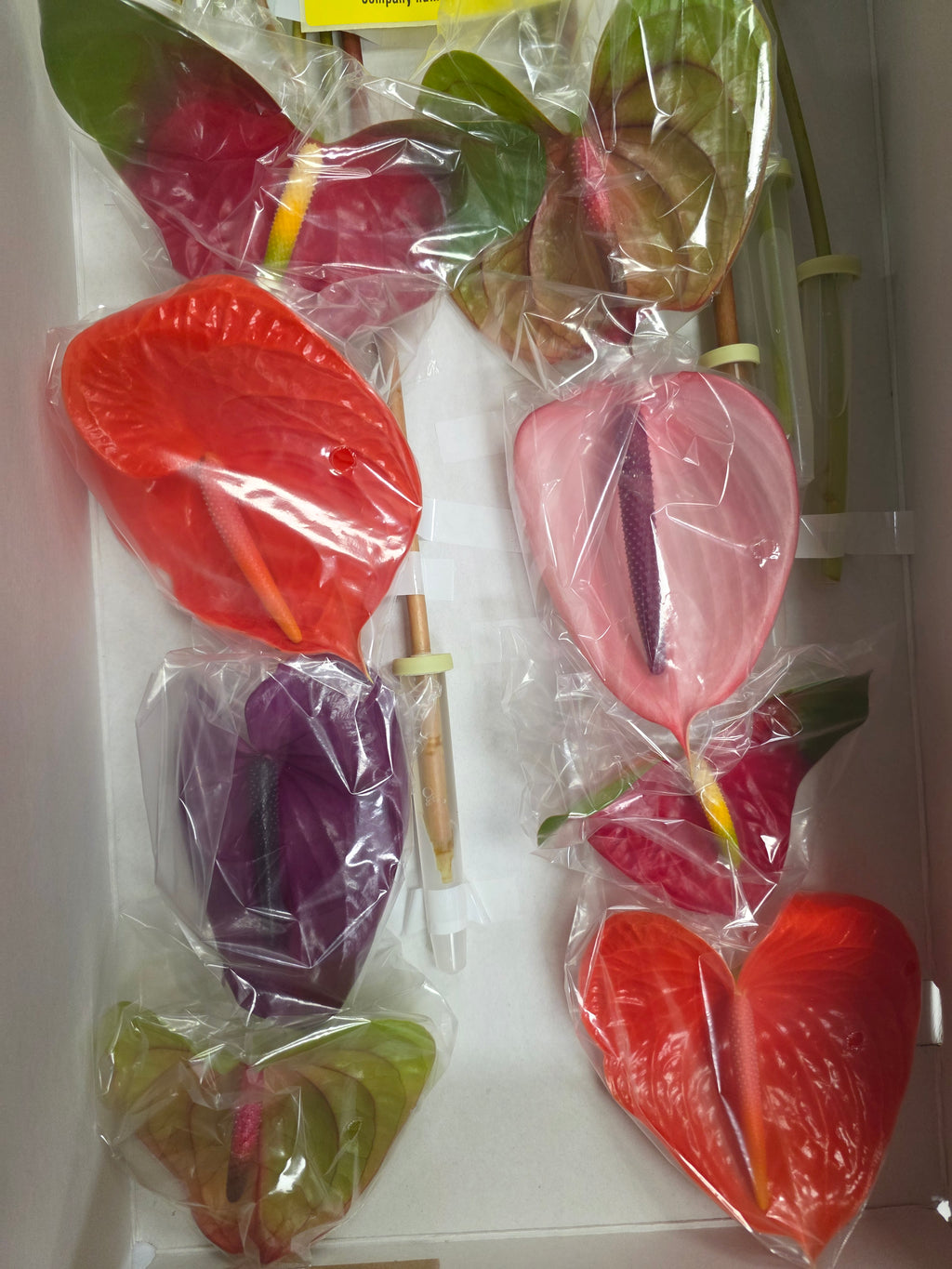 Anthurium Mixed (Bunch of 16stems)