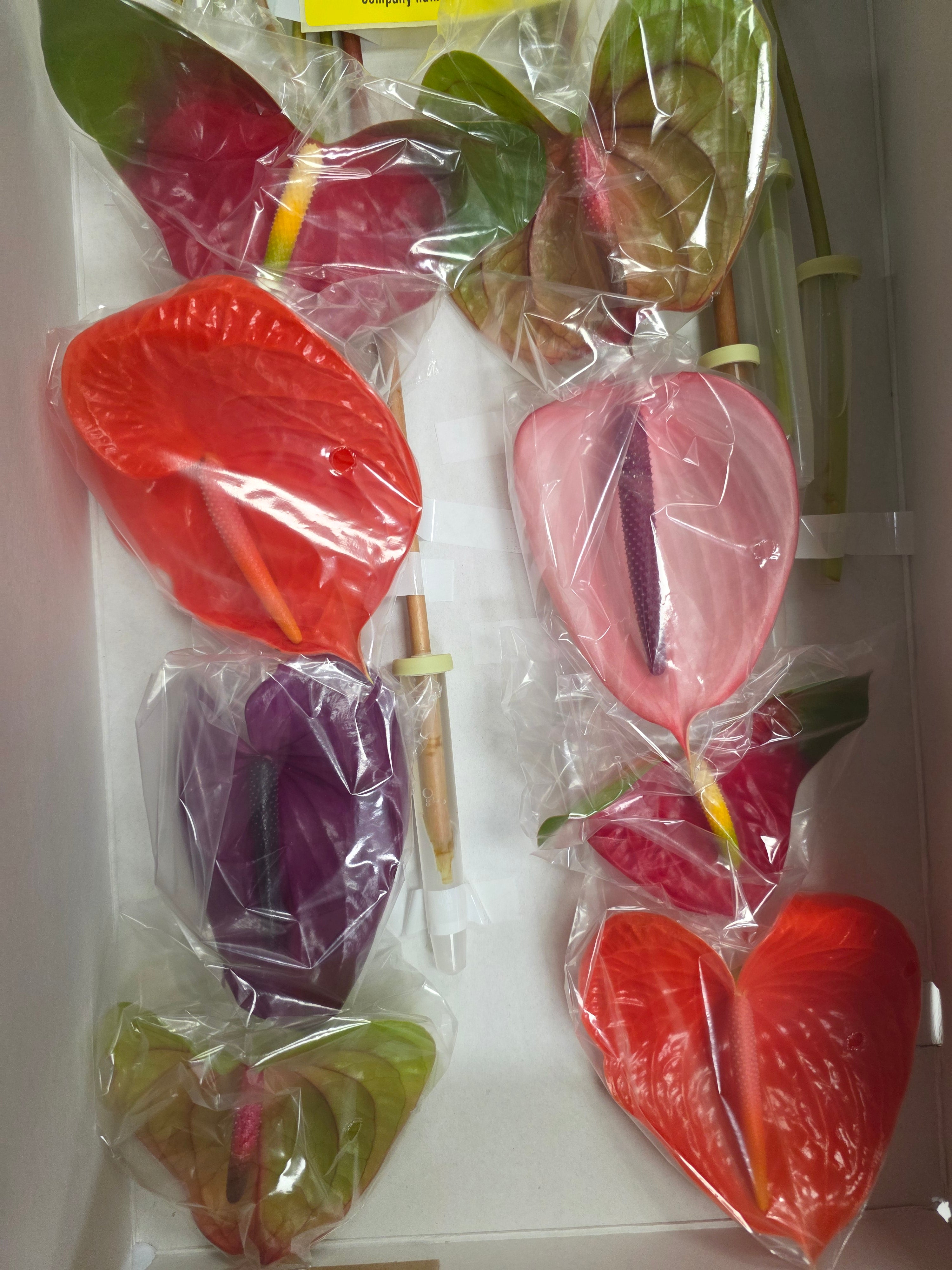 Anthurium Mixed (Bunch of 16stems)