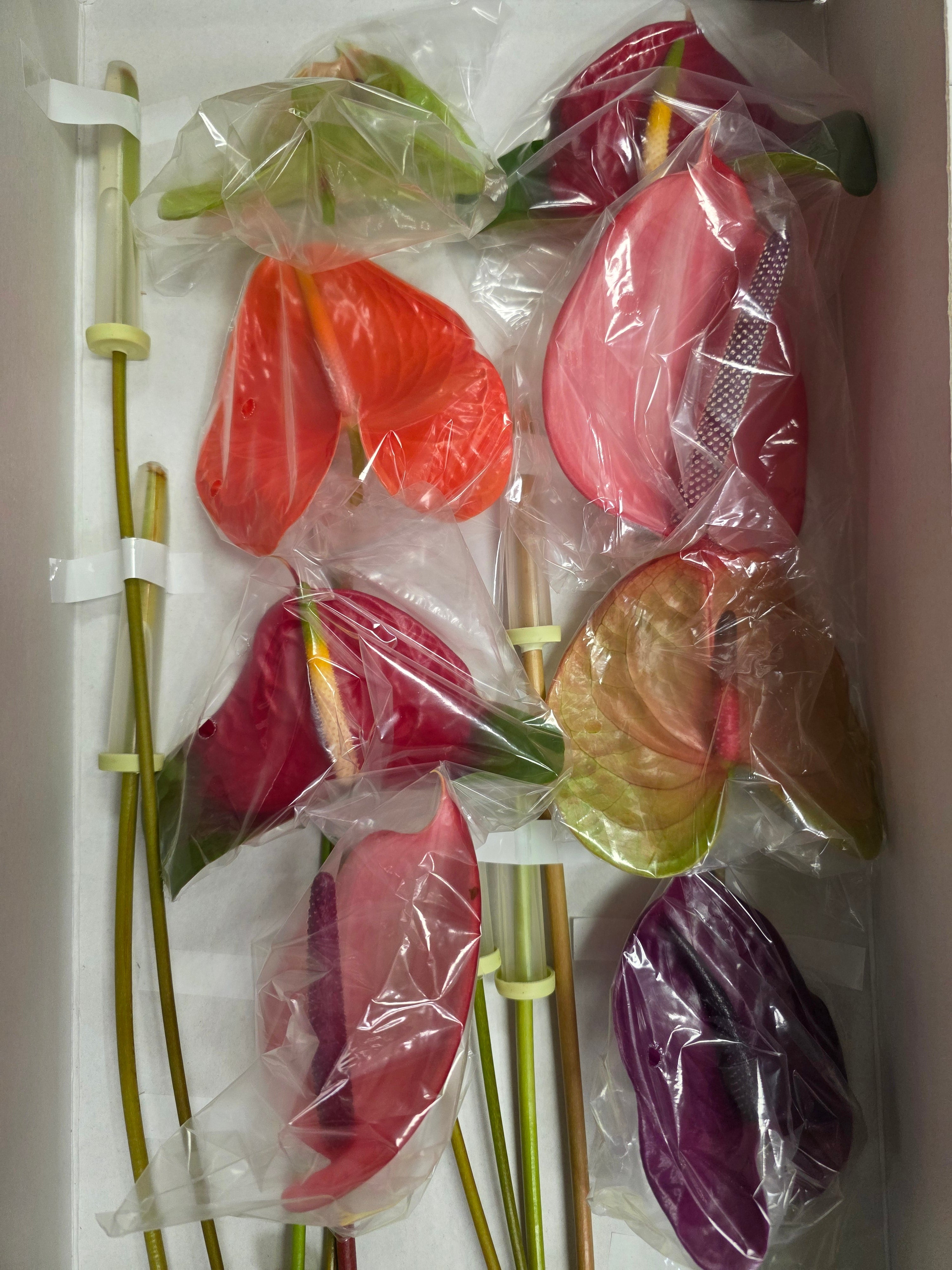 Anthurium Mixed (Bunch of 16stems)